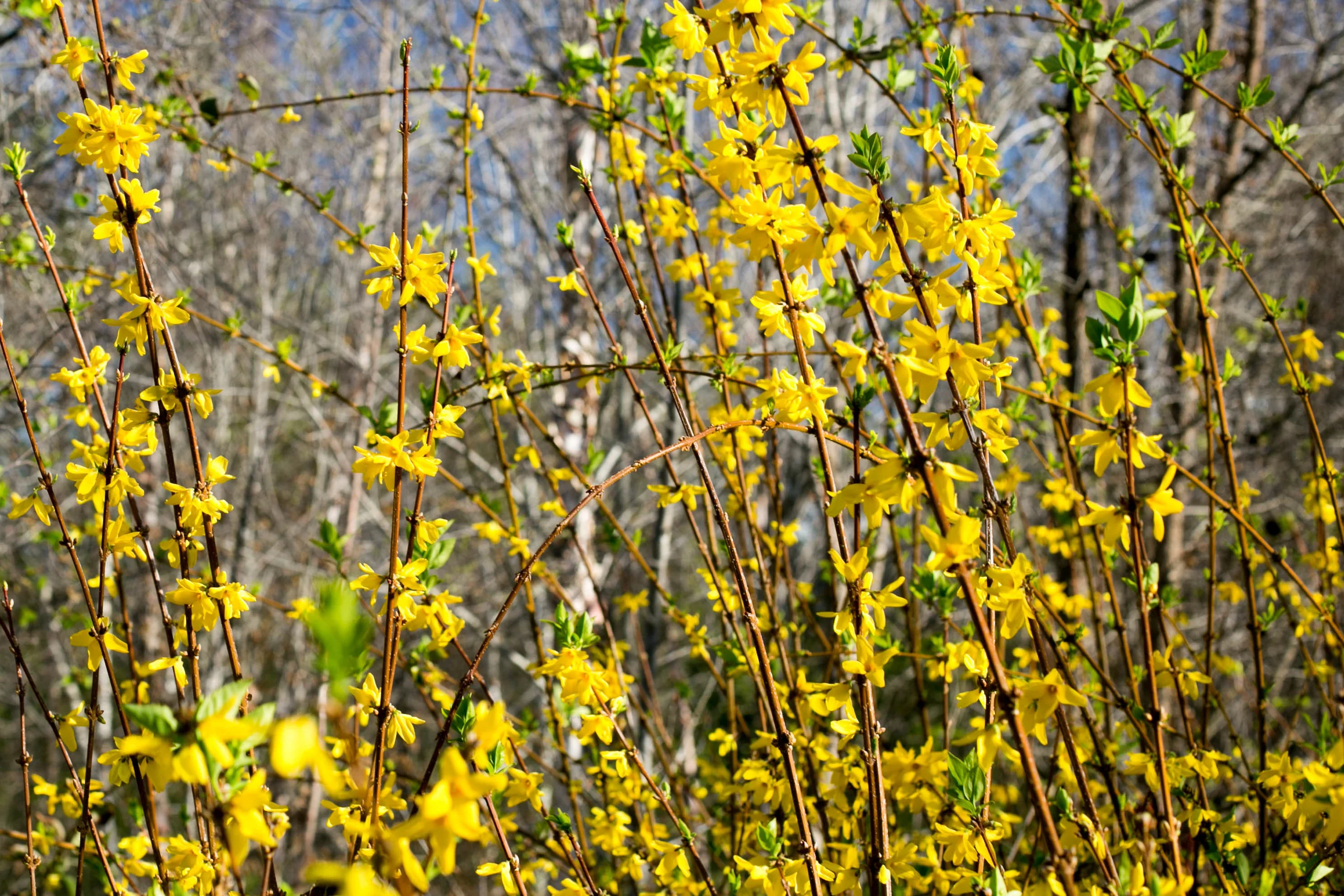 Forsythia in full bloom