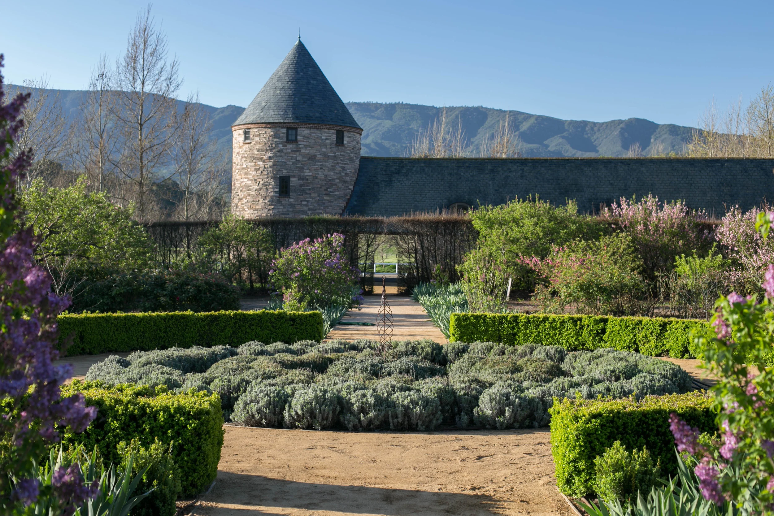 Lavender at the center of the Kitchen Garden surrounded by a Boxwood hedge