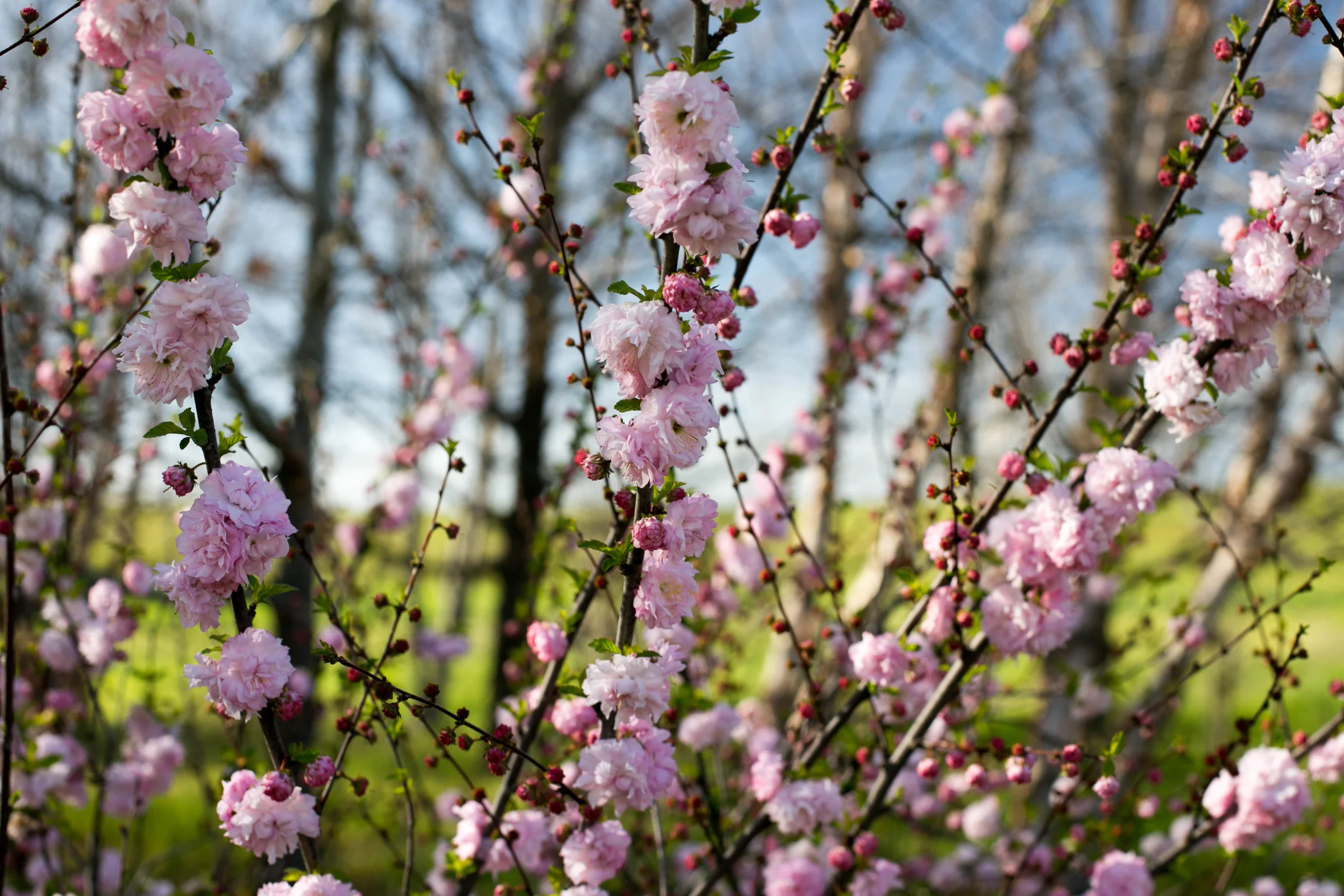 Prunis Triloba - Flowering Plum
