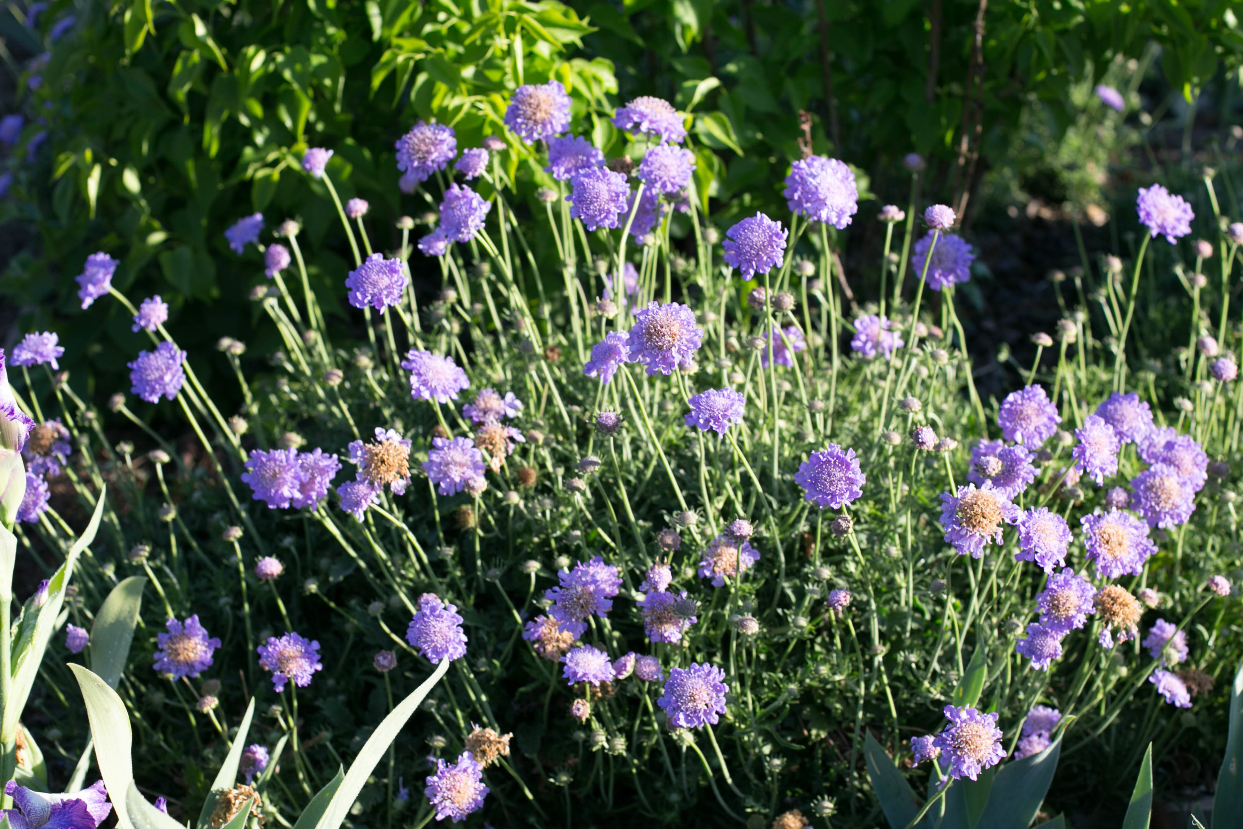 Scabiosa 'Butterfly Blue' (Pincushion Flower)
