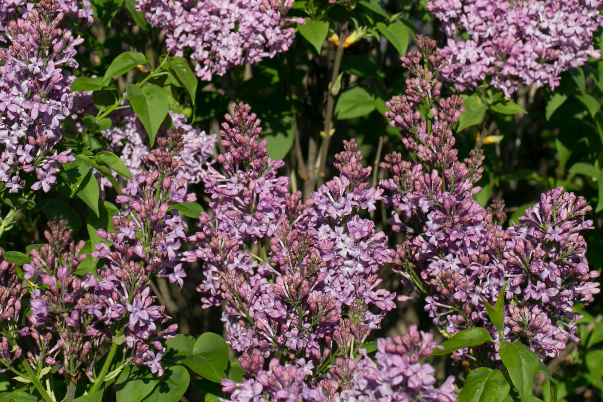'Lilac Lady' Lilac has legendary fragrance and makes a superb cut-flower