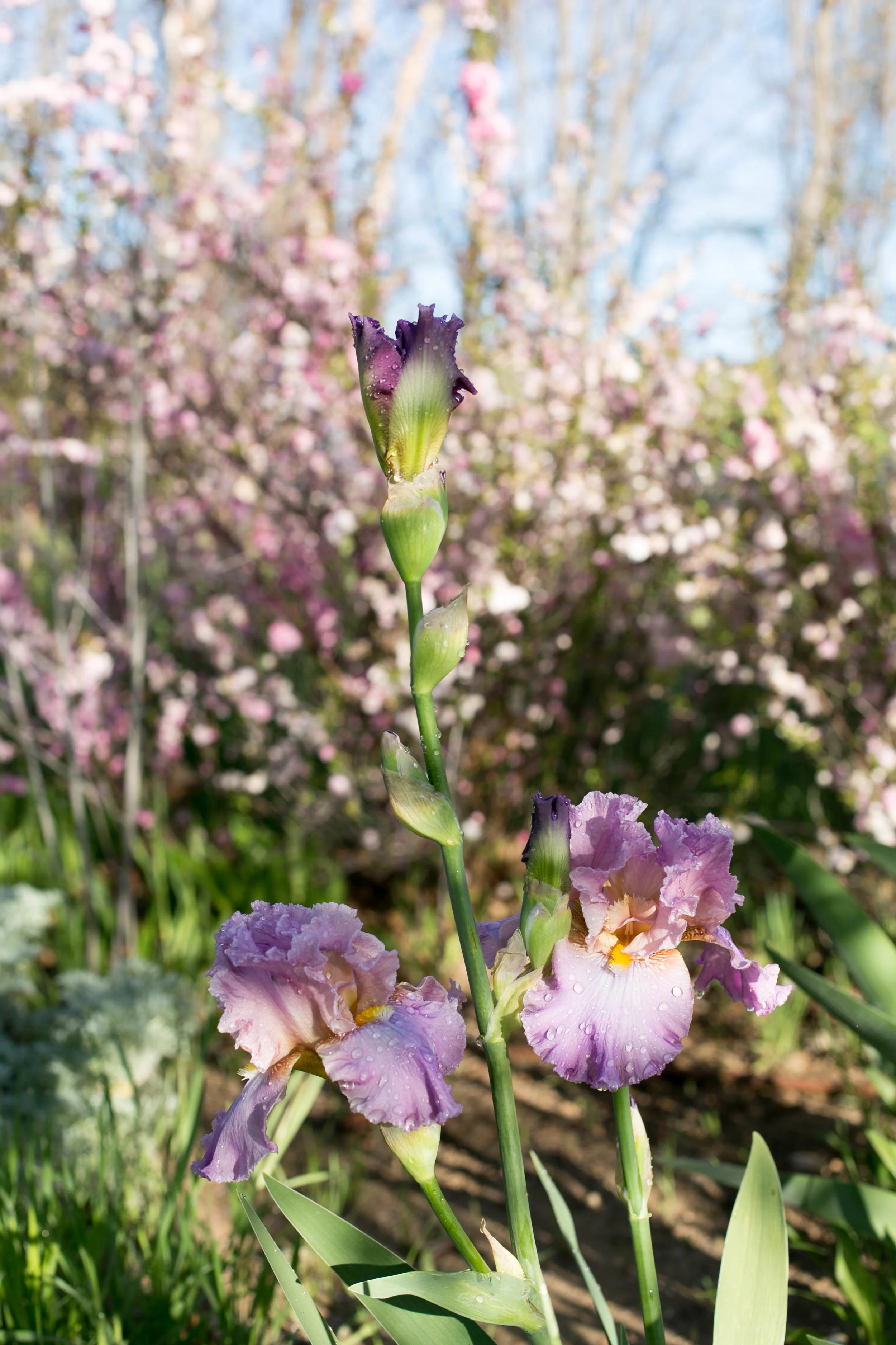 Tall Bearded Iris against a backdrop of Pink Flowering Almond