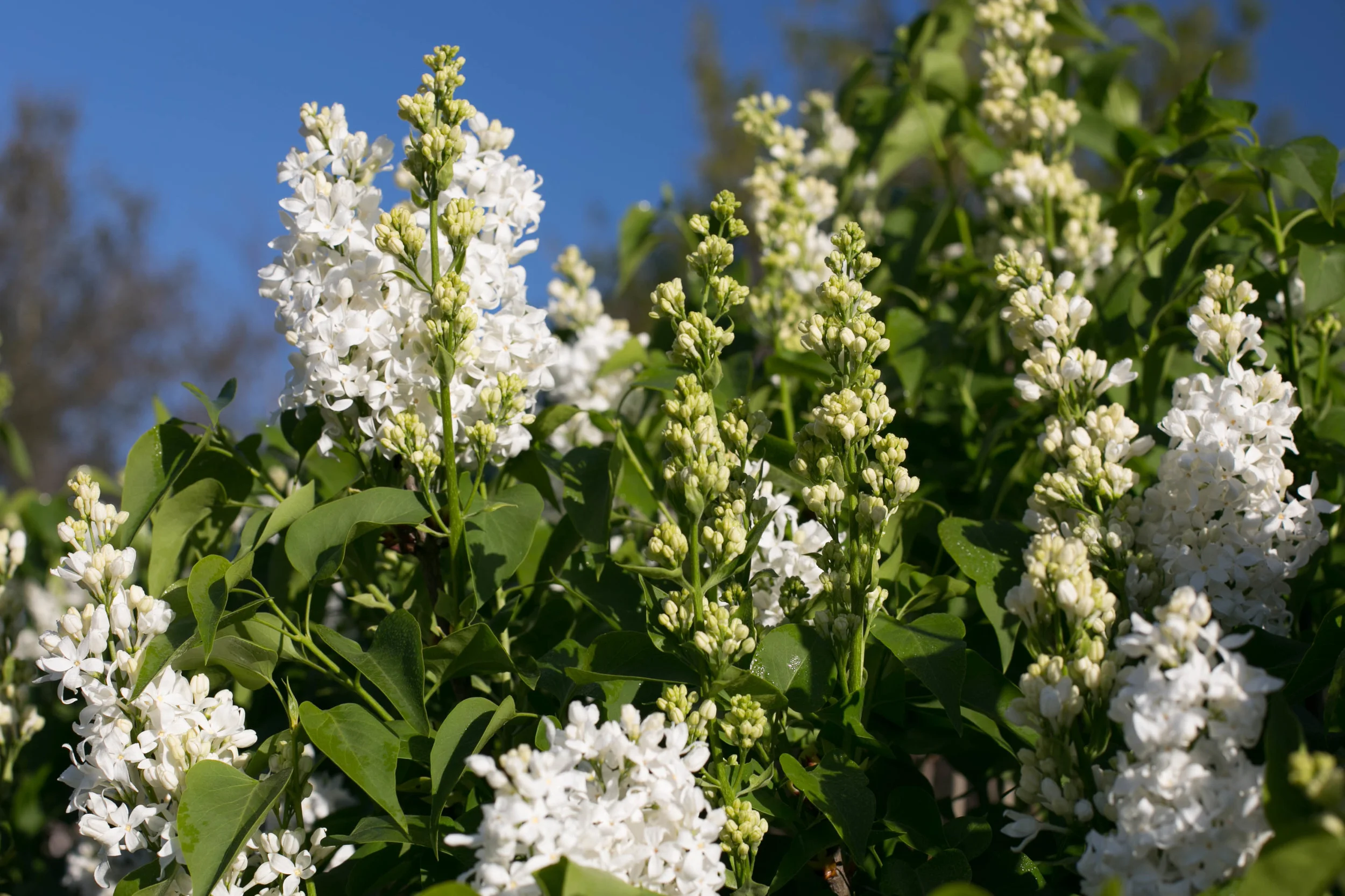 Angel White Lilac is a Descanso Hybrid