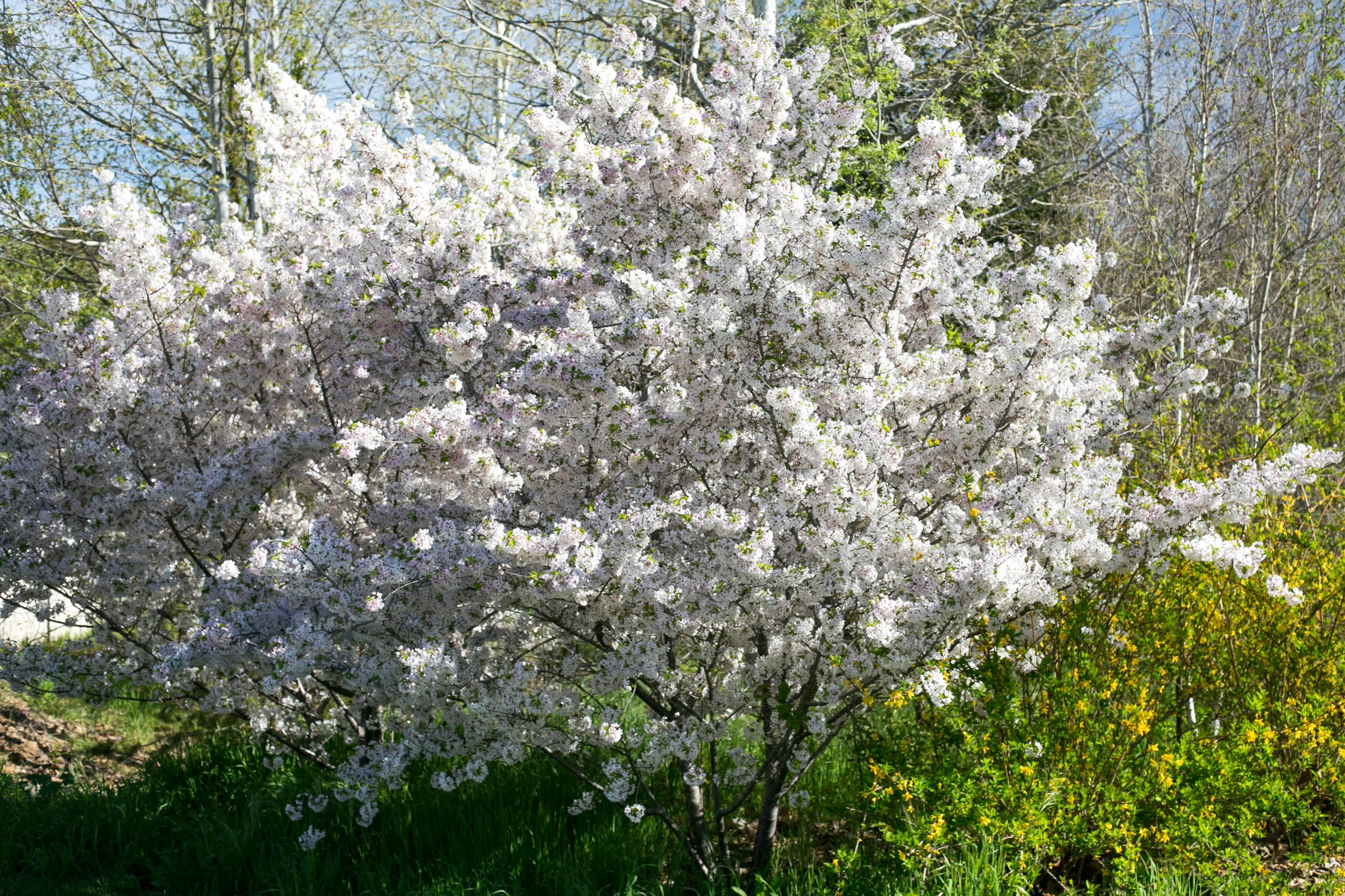Akebono Yoshino Cherry