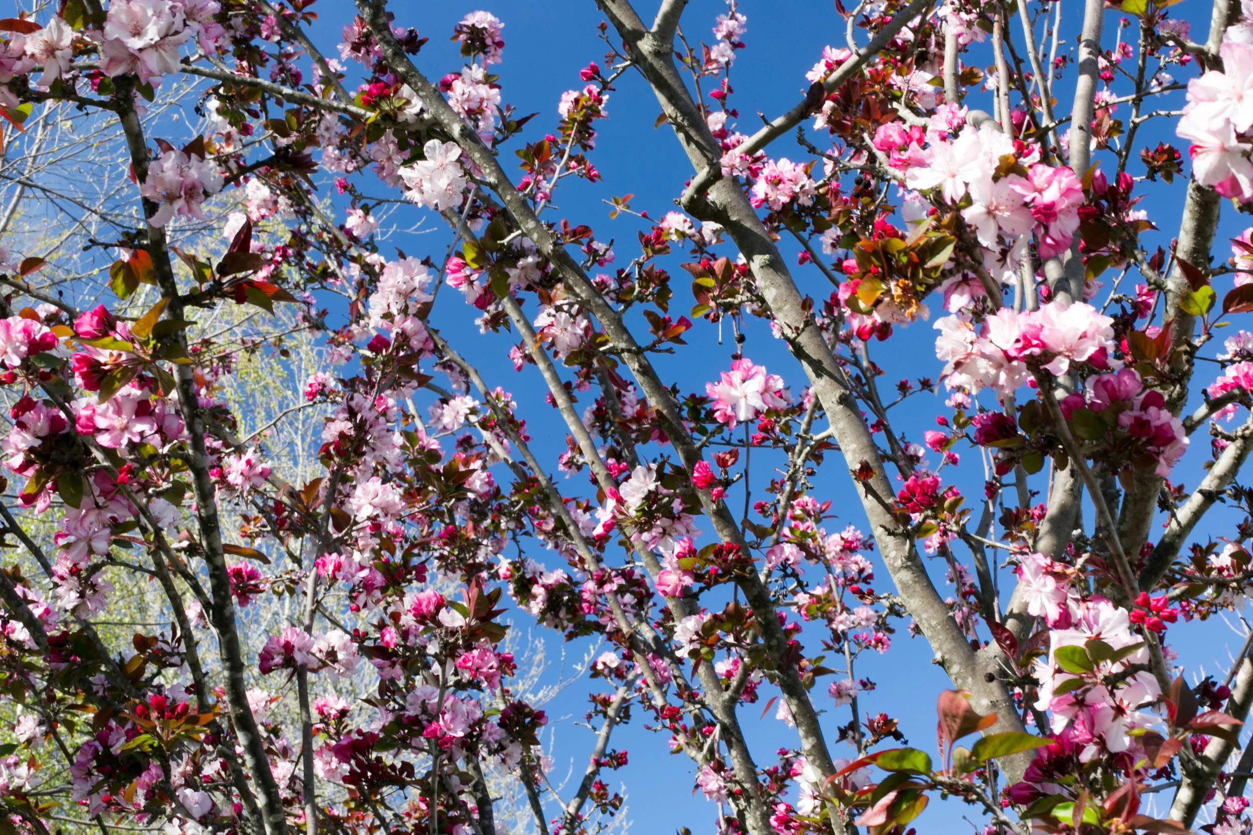 Crabapples in bloom