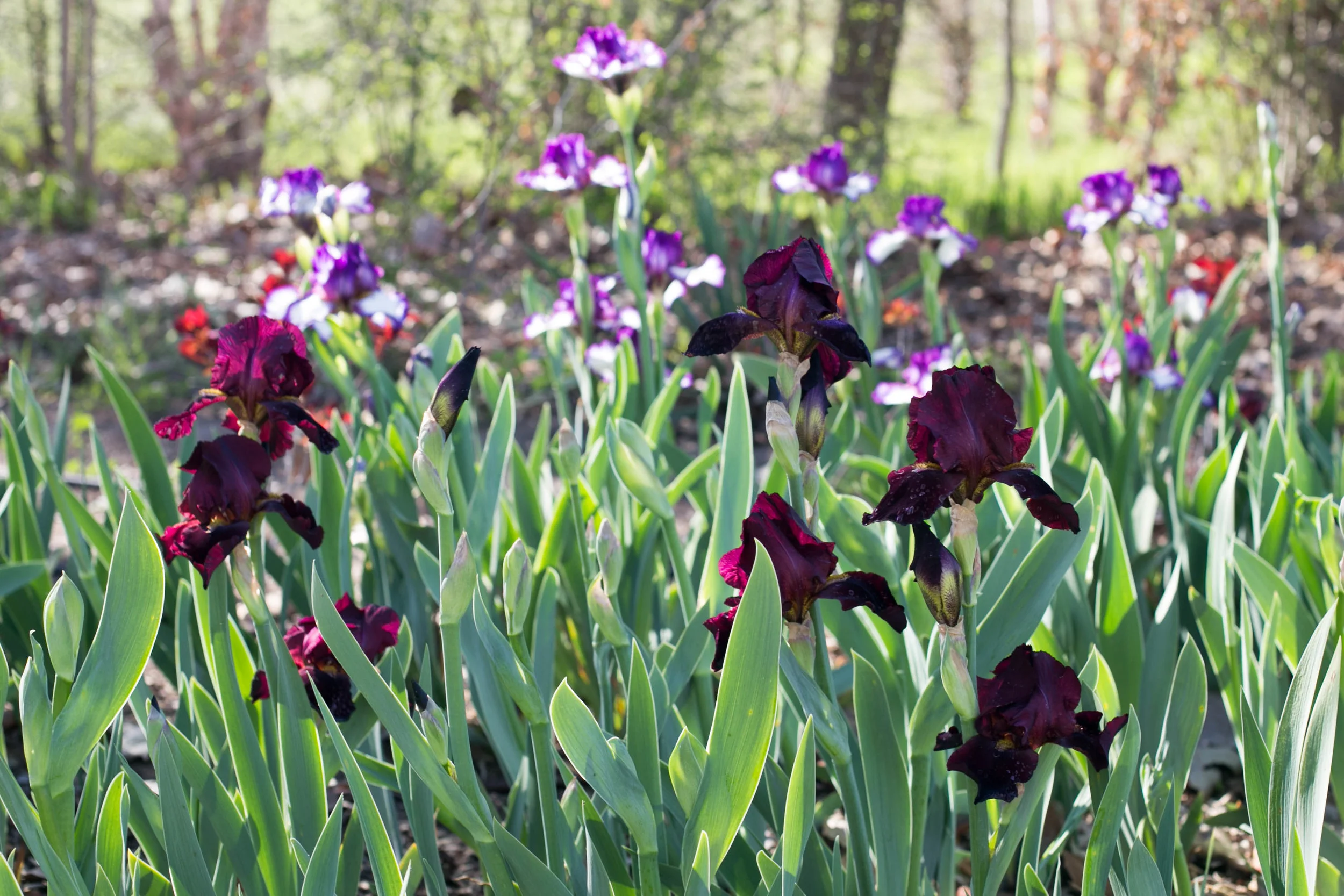 Drifts of Tall Bearded Iris at the edge of the wood