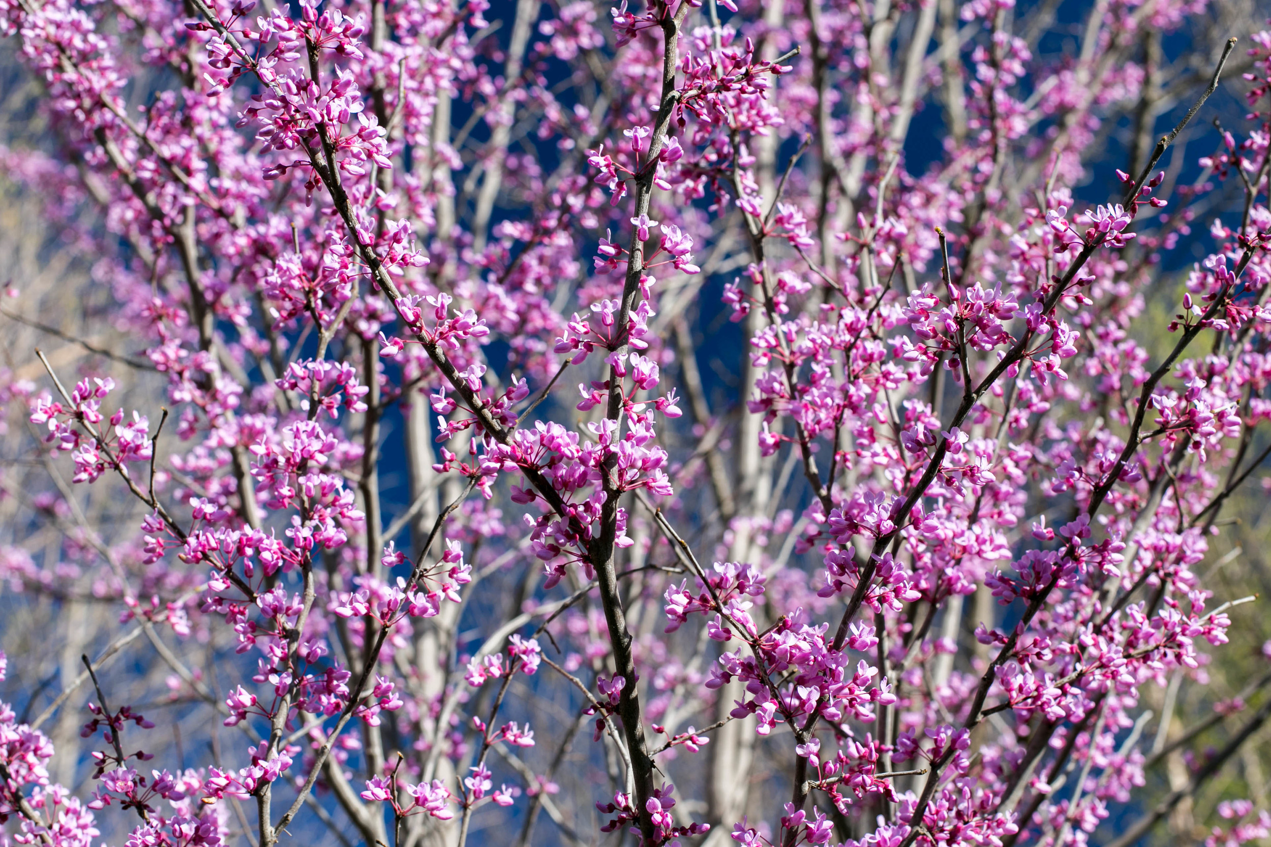 Redbud in bloom