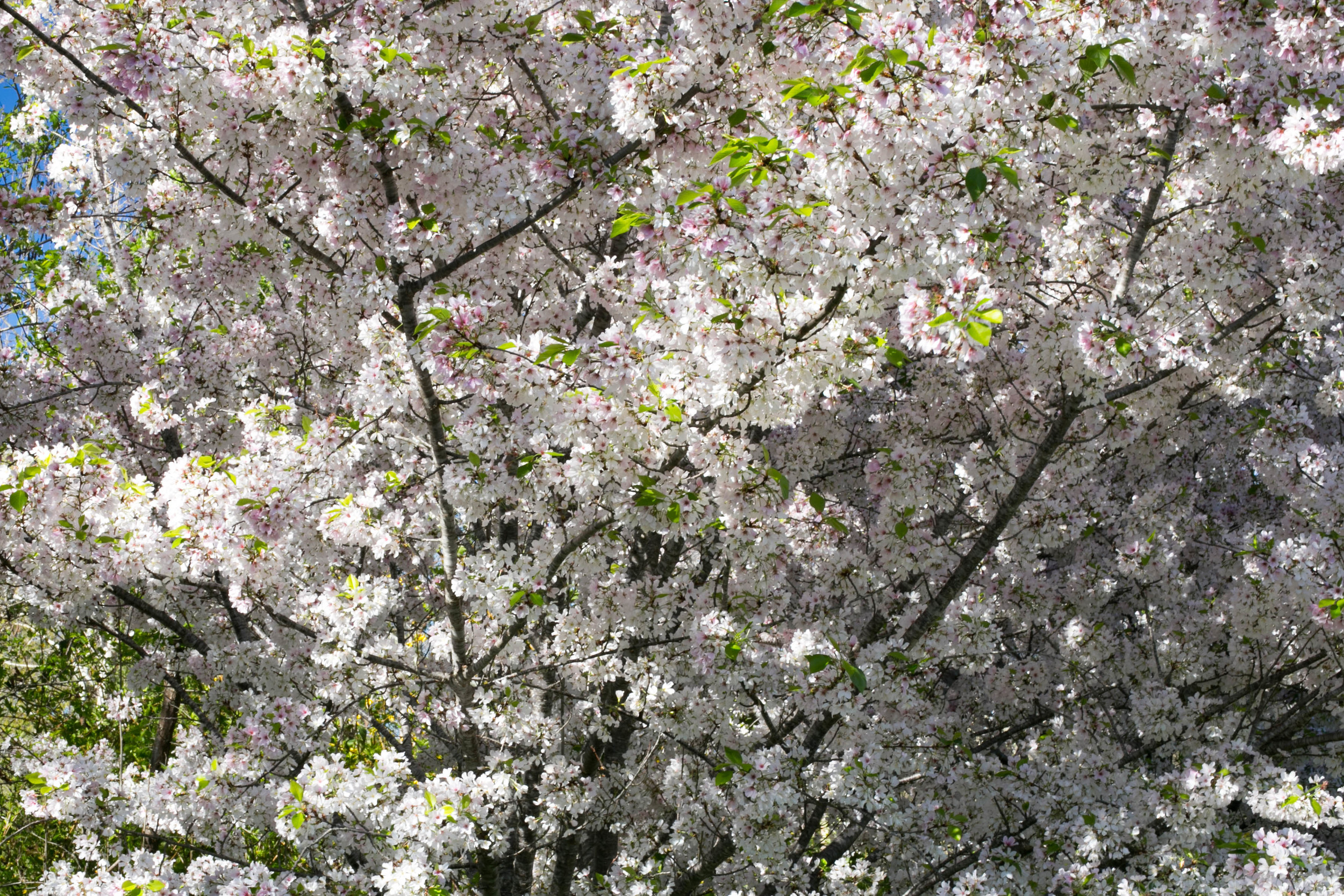 Cherry blossoms