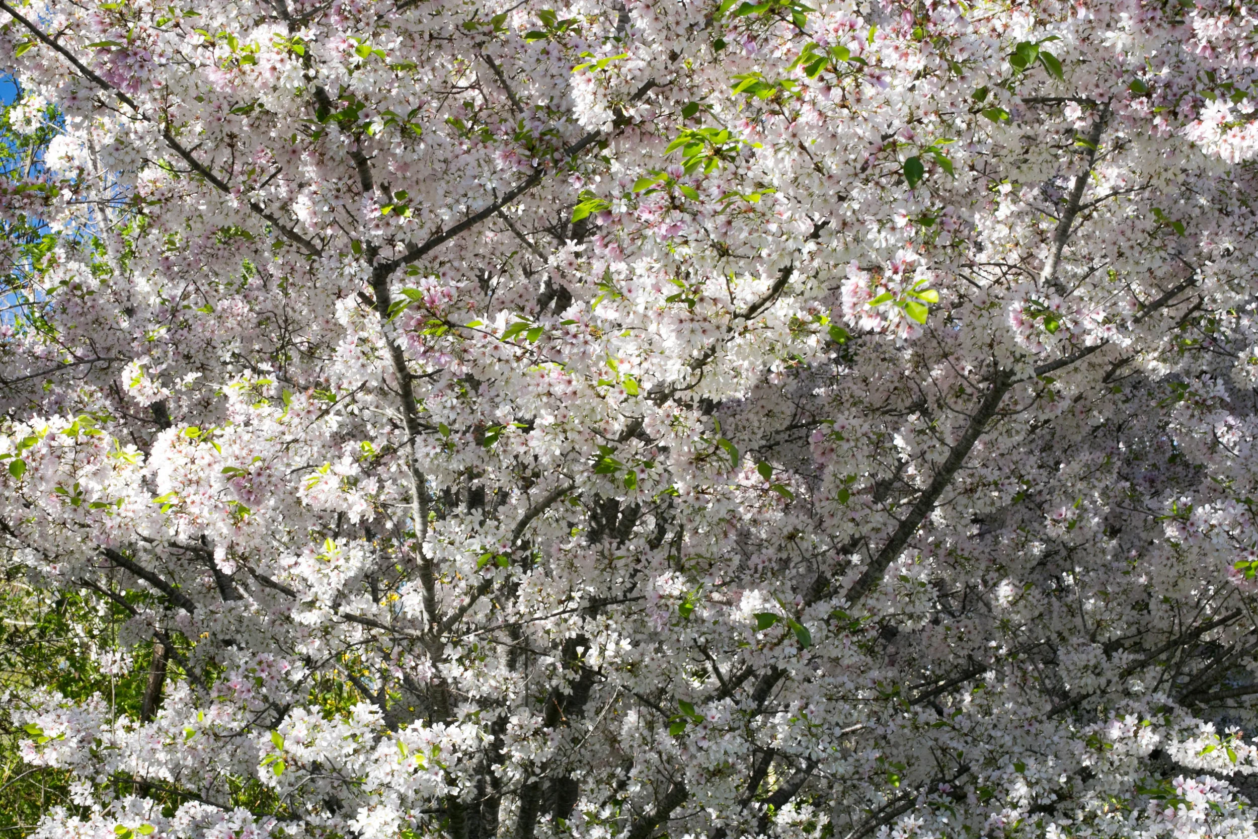 Cherry blossoms