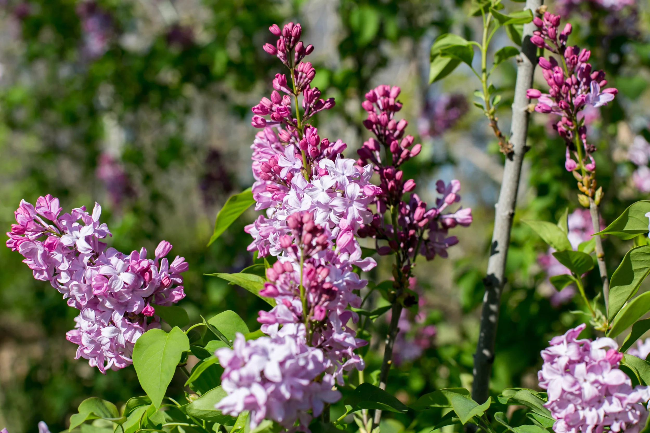 'California Rose' Lilac