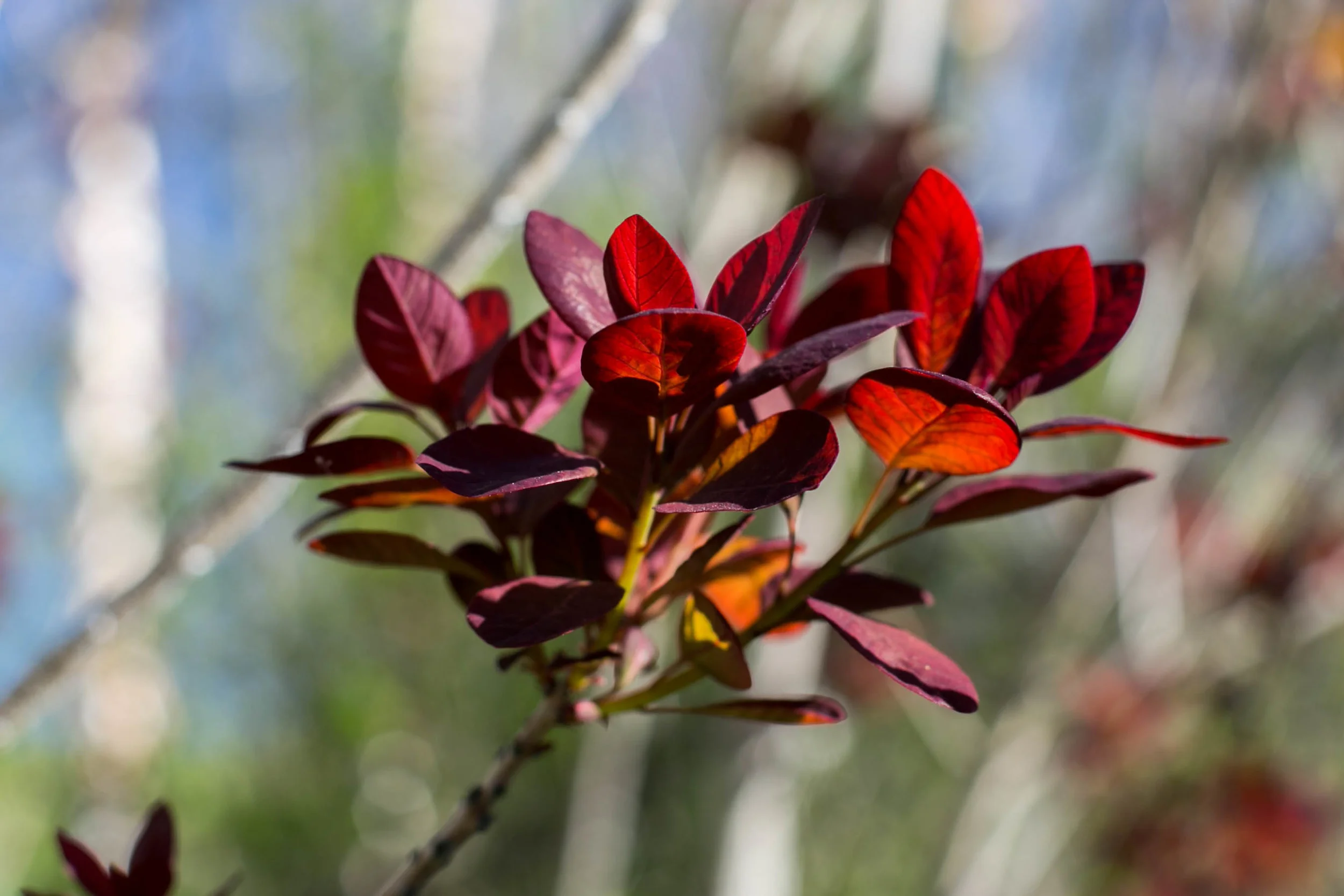 Purple Smoketree