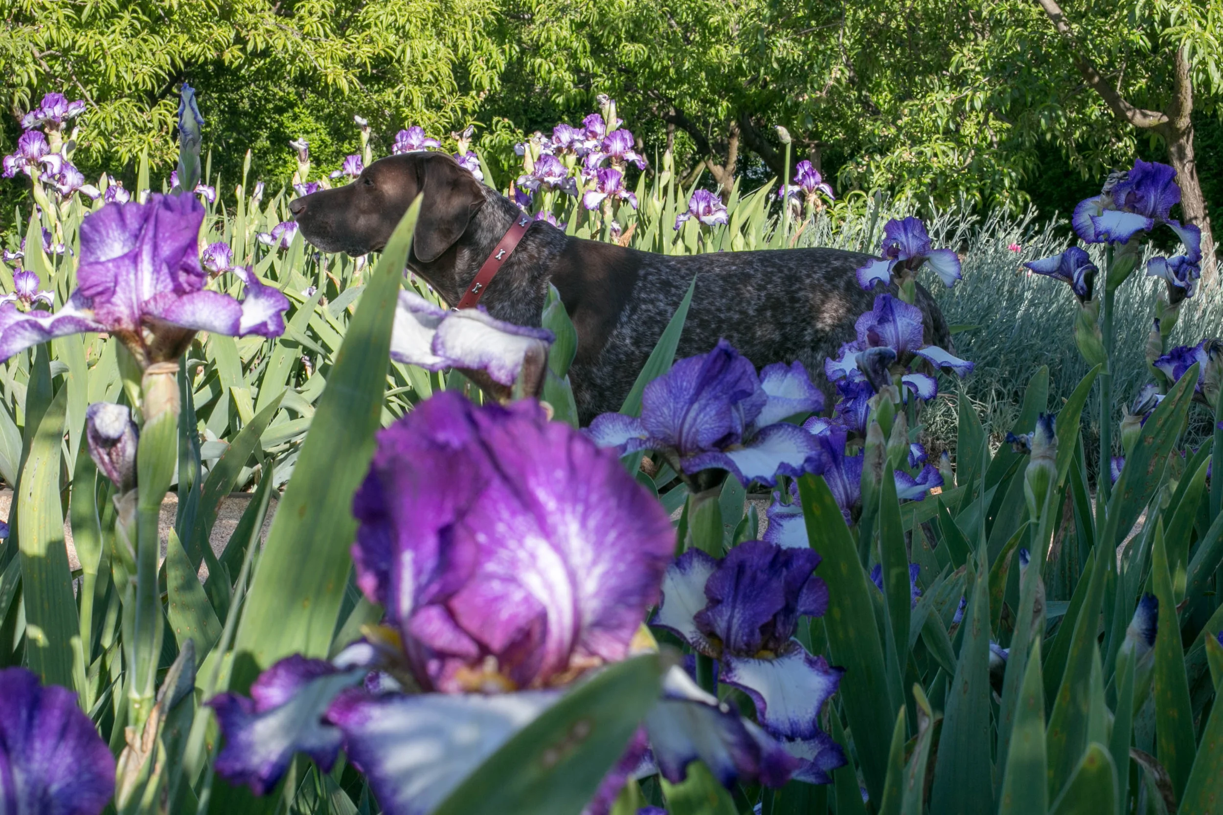 Buster on the peach orchard path flanked by Tall Bearded Iris