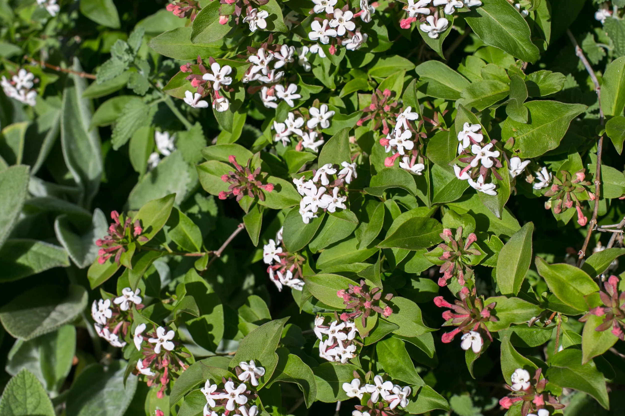 Abelia and Lambs Ears. Abelia is in the Honeysuckle family and very fragrant.