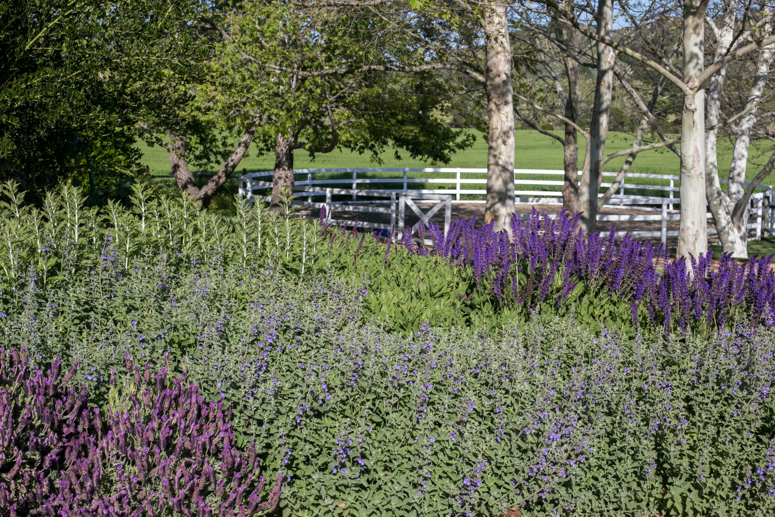 Spanish Lavender, Russian Sage, Catmint and Salvia Nemorosa