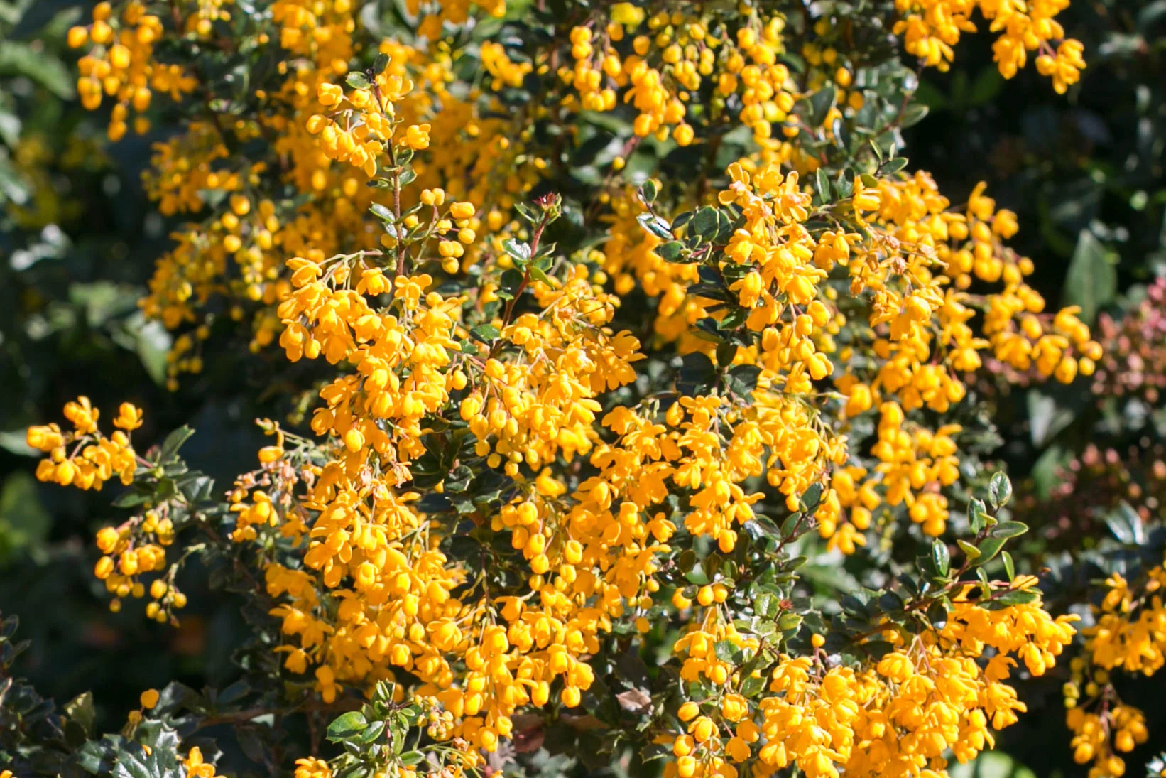 Darwin's Barberry