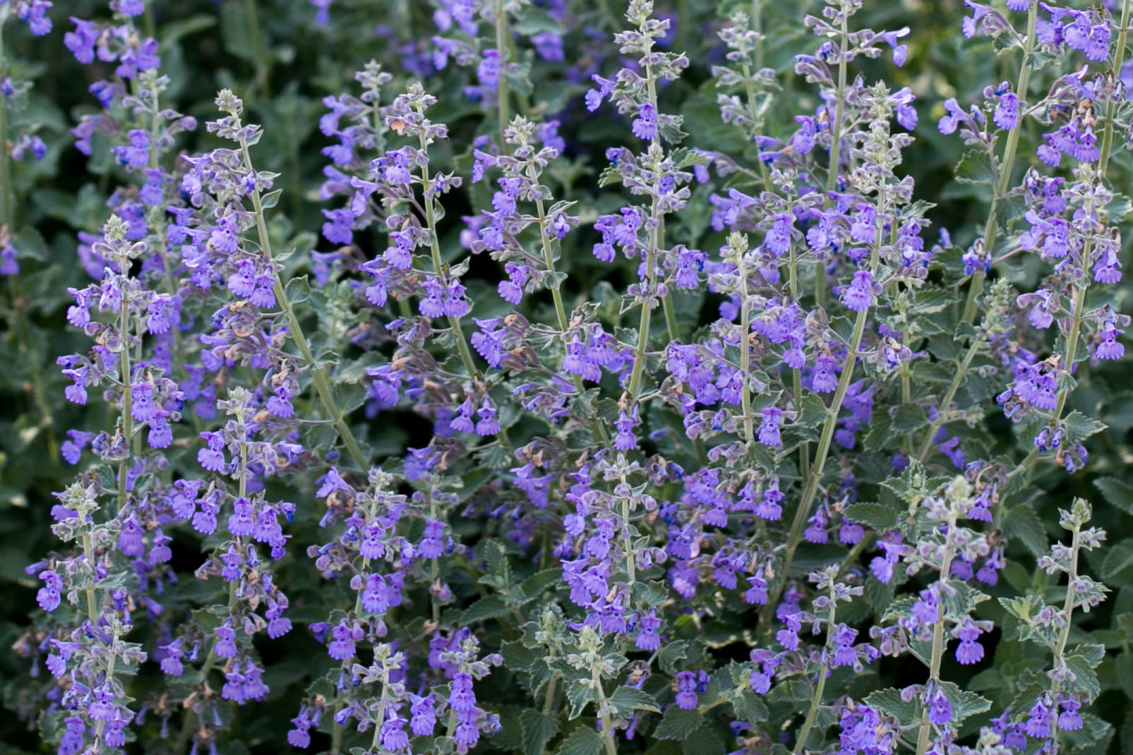 Catmint