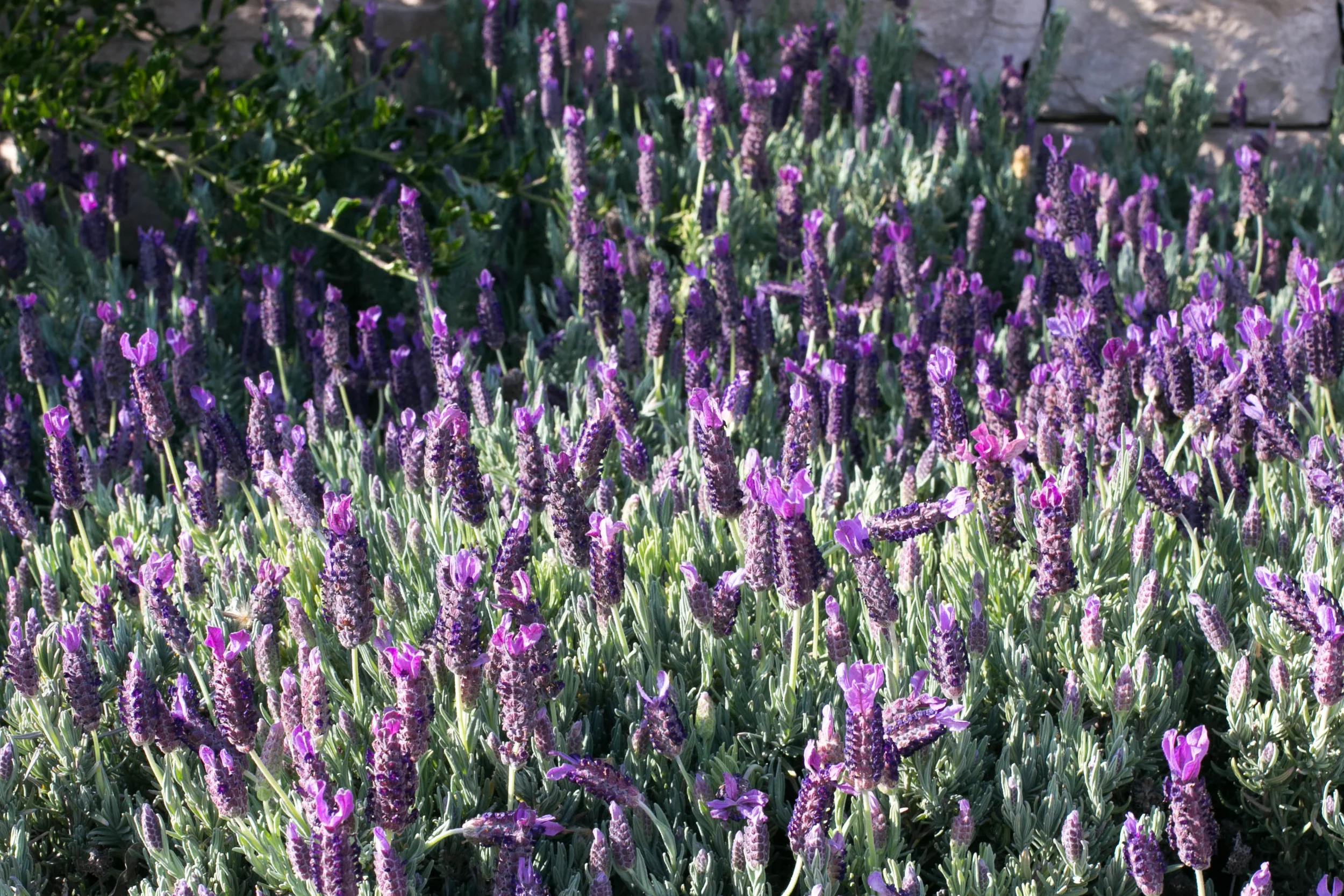 Spanish Lavender 'Otto Quast'