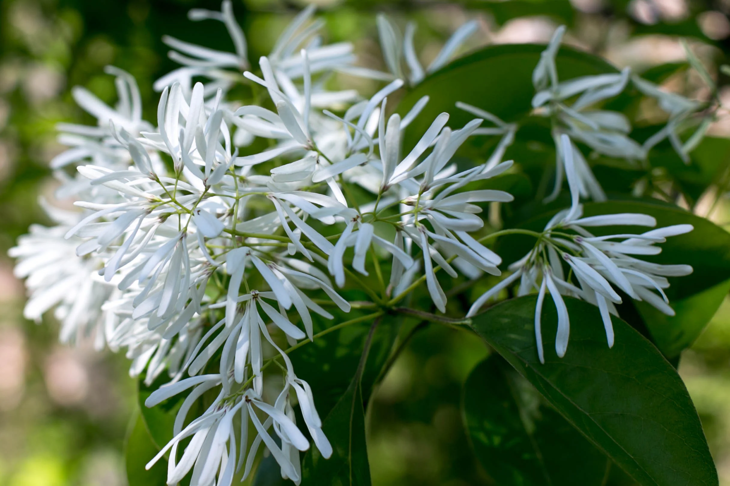 Chinese Fringe Tree (Chionanthus retusus)