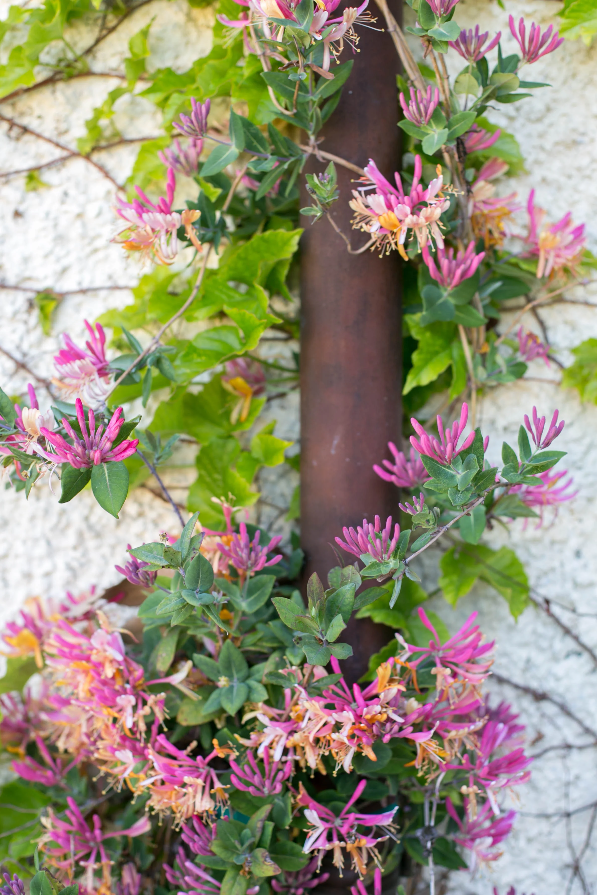 Gold Flame Honeysuckle climbing a copper downspout