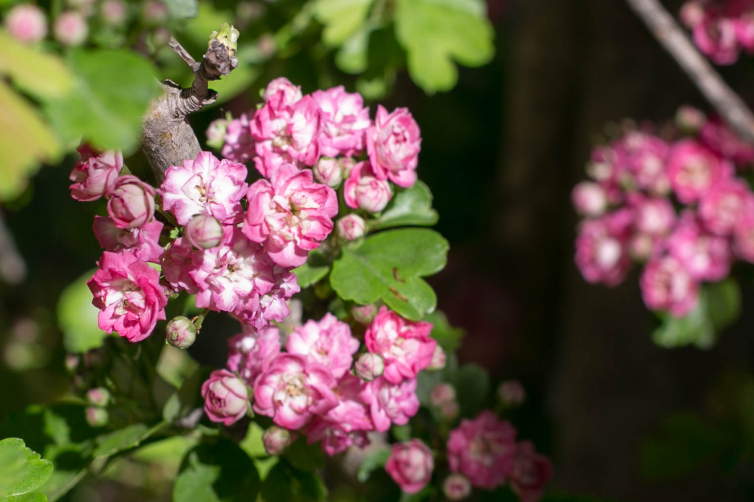 Hawthorn 'Paul's Scarlet'