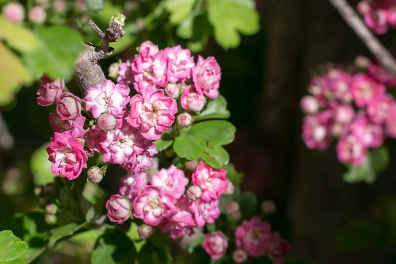 Hawthorn 'Paul's Scarlet'
