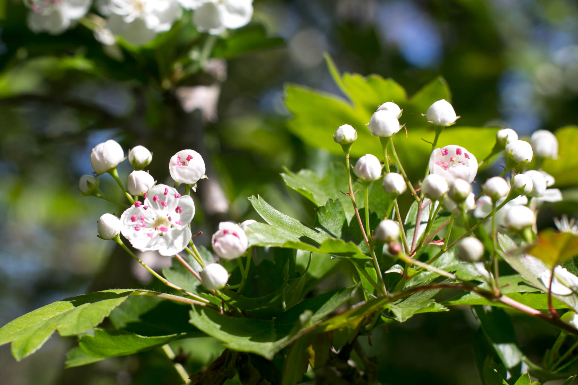 White Hawthorne (Crataegus monogyna)