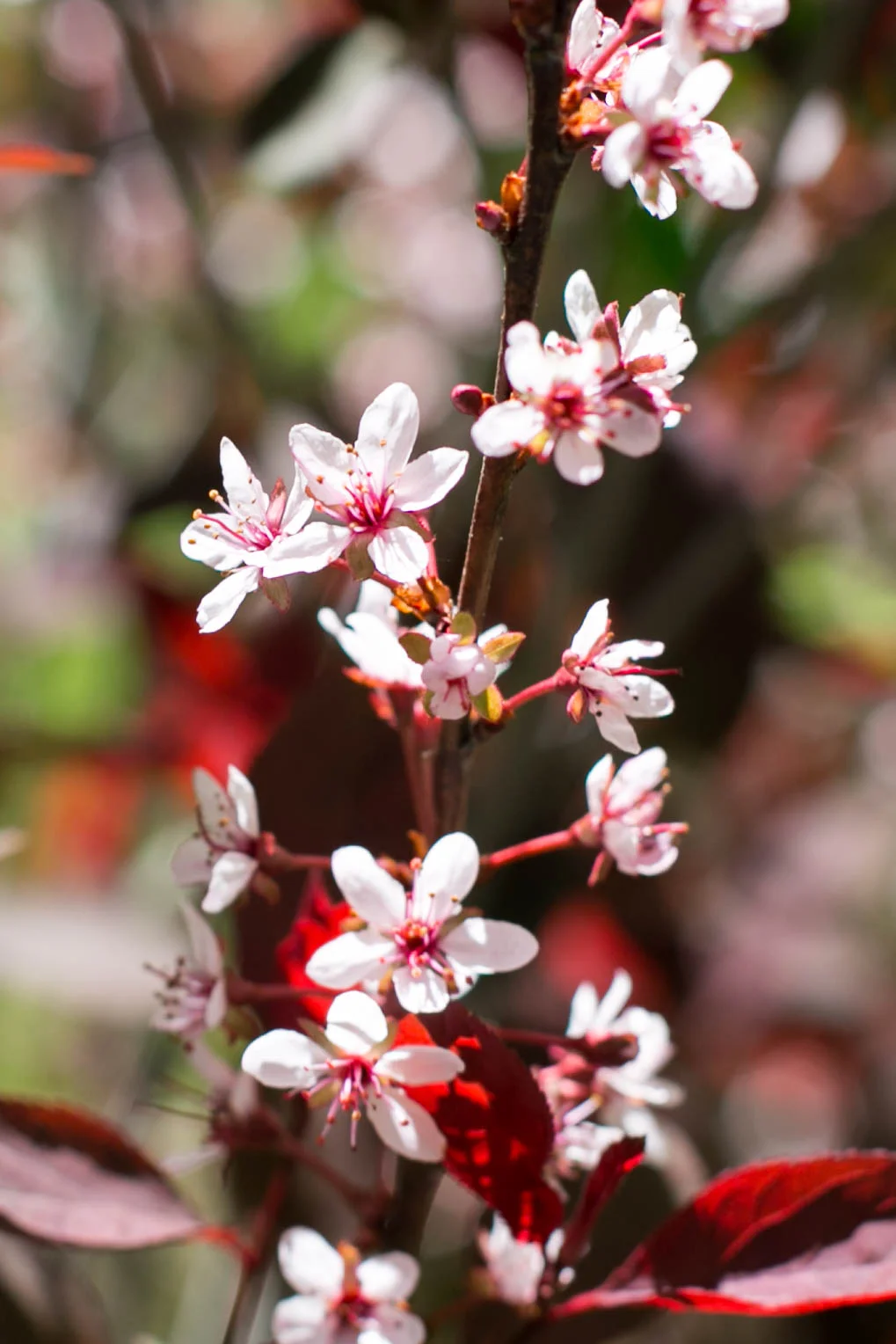 Purpleleaf Sand Cherry (Prunis cistena)