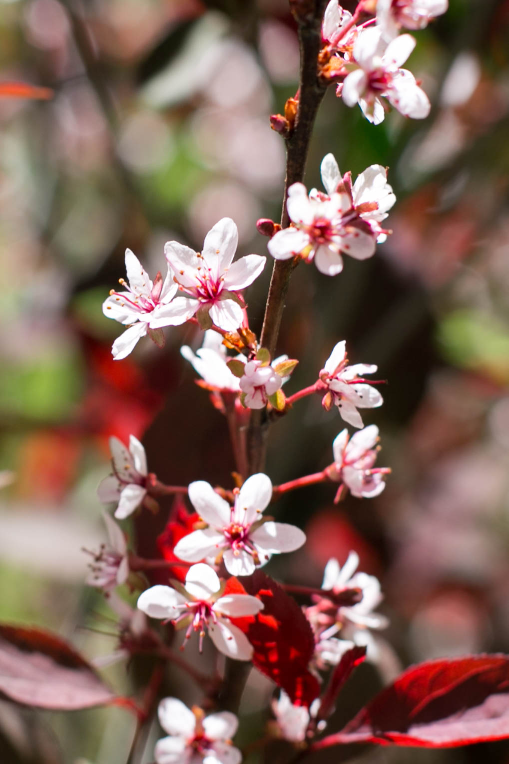 Purpleleaf Sand Cherry (Prunis cistena)