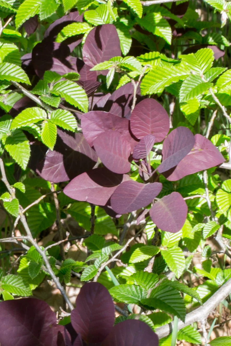 Purple Smoketree and Hornbeam