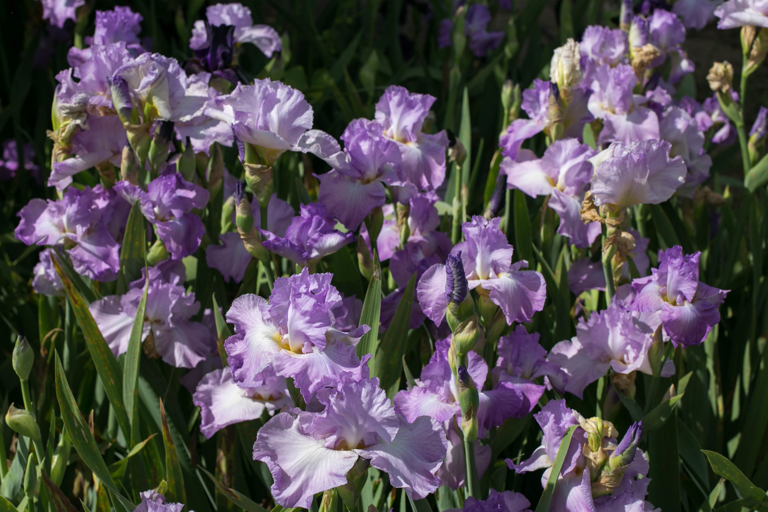 Tall Bearded Iris on the garden walk