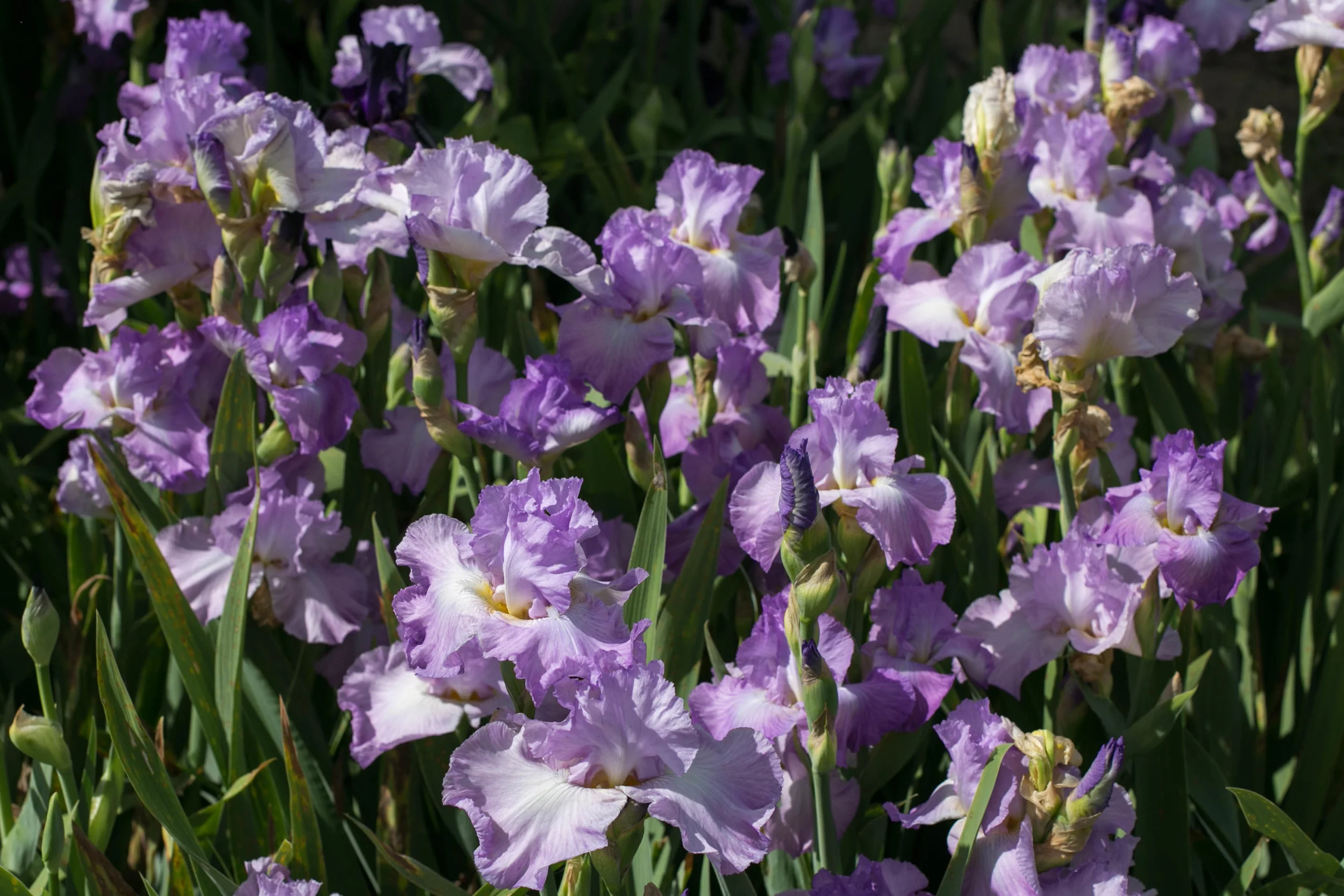 Tall Bearded Iris on the garden walk