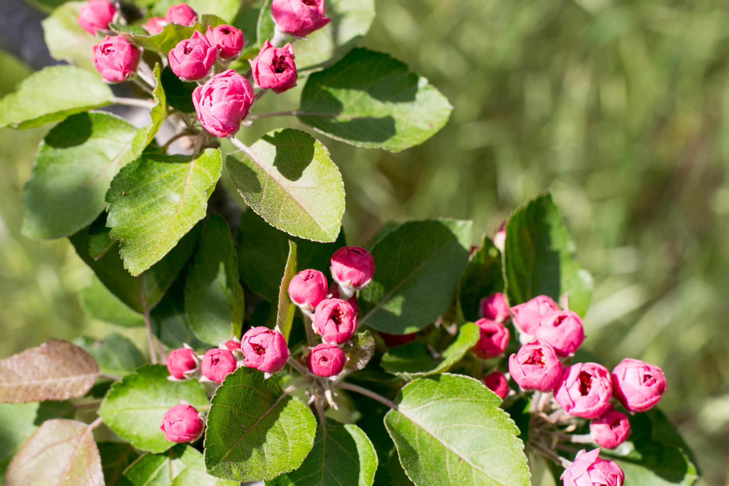 Crabapple Buds