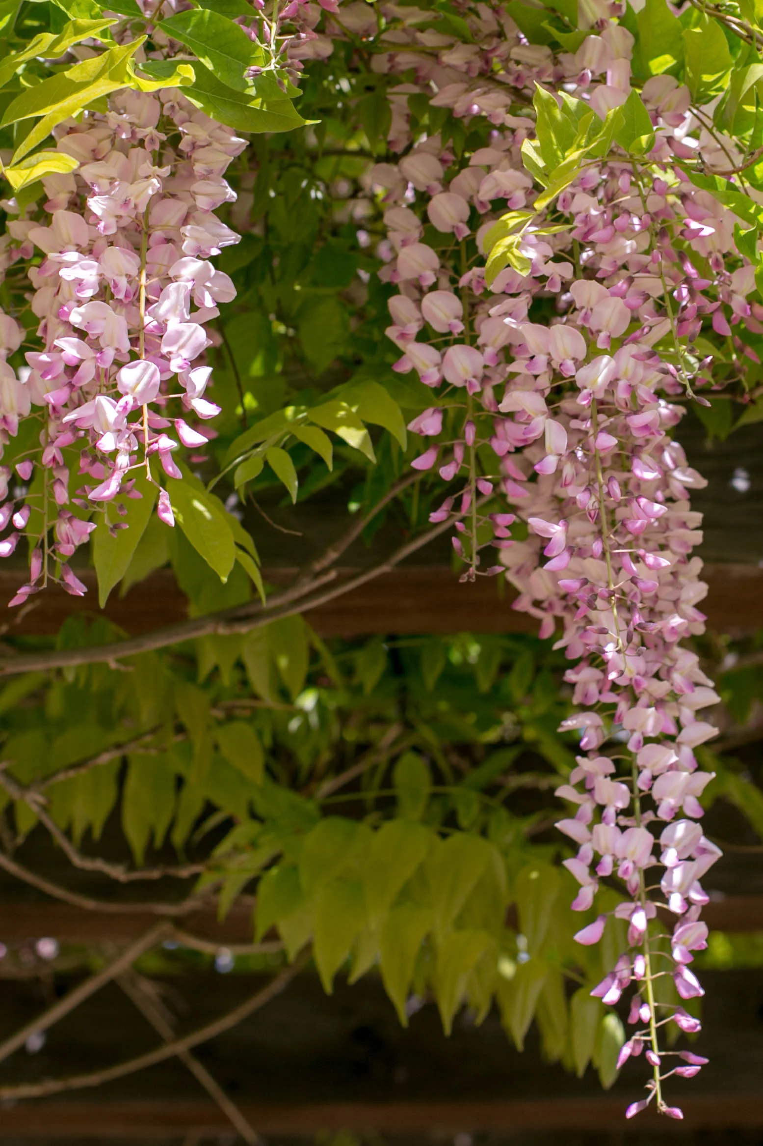 Pink Wisteria on the Breakfast Terrace
