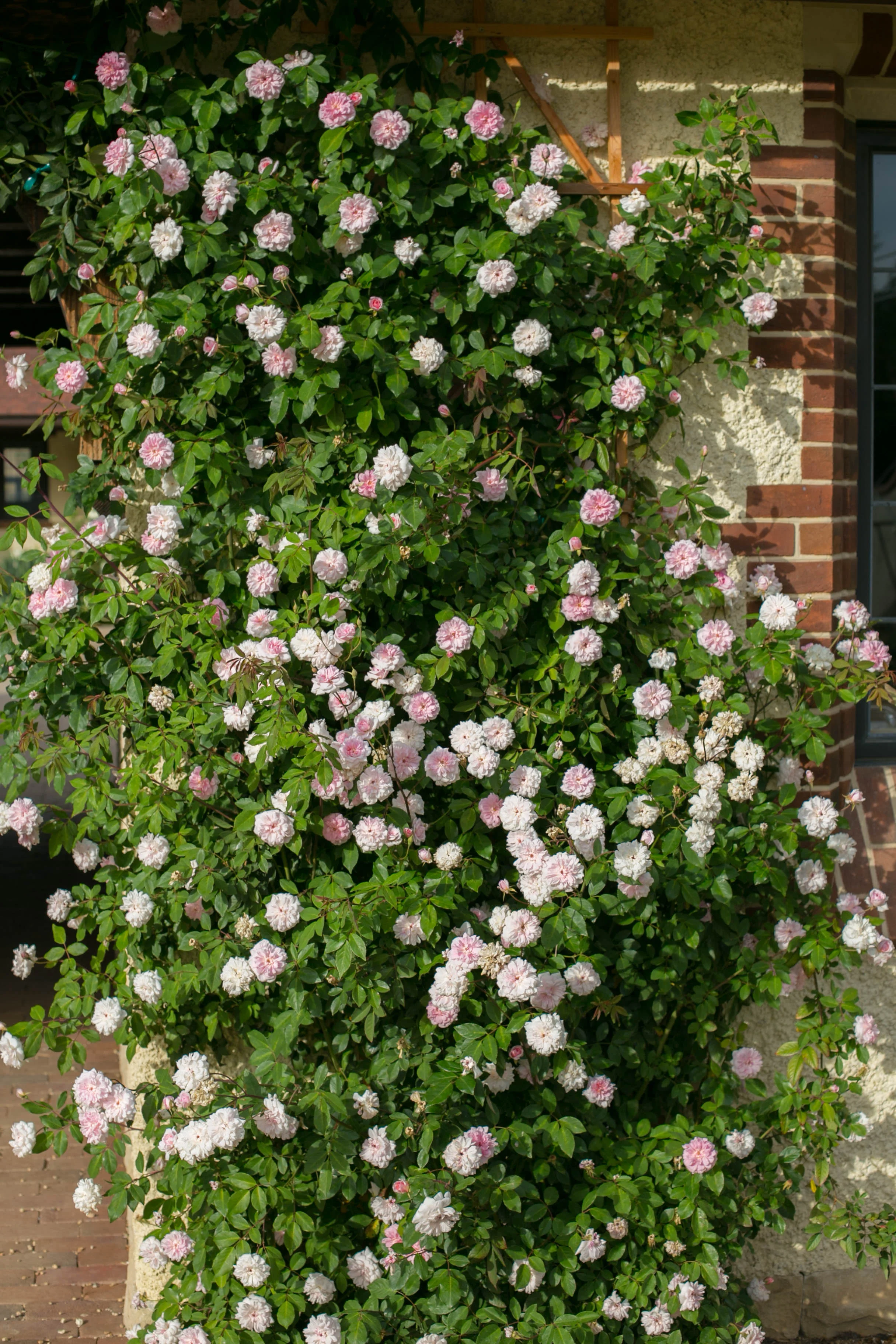 Climbing Rose Mlle Cécile Brünner scrambles up the wall and across the Porte Cochere
