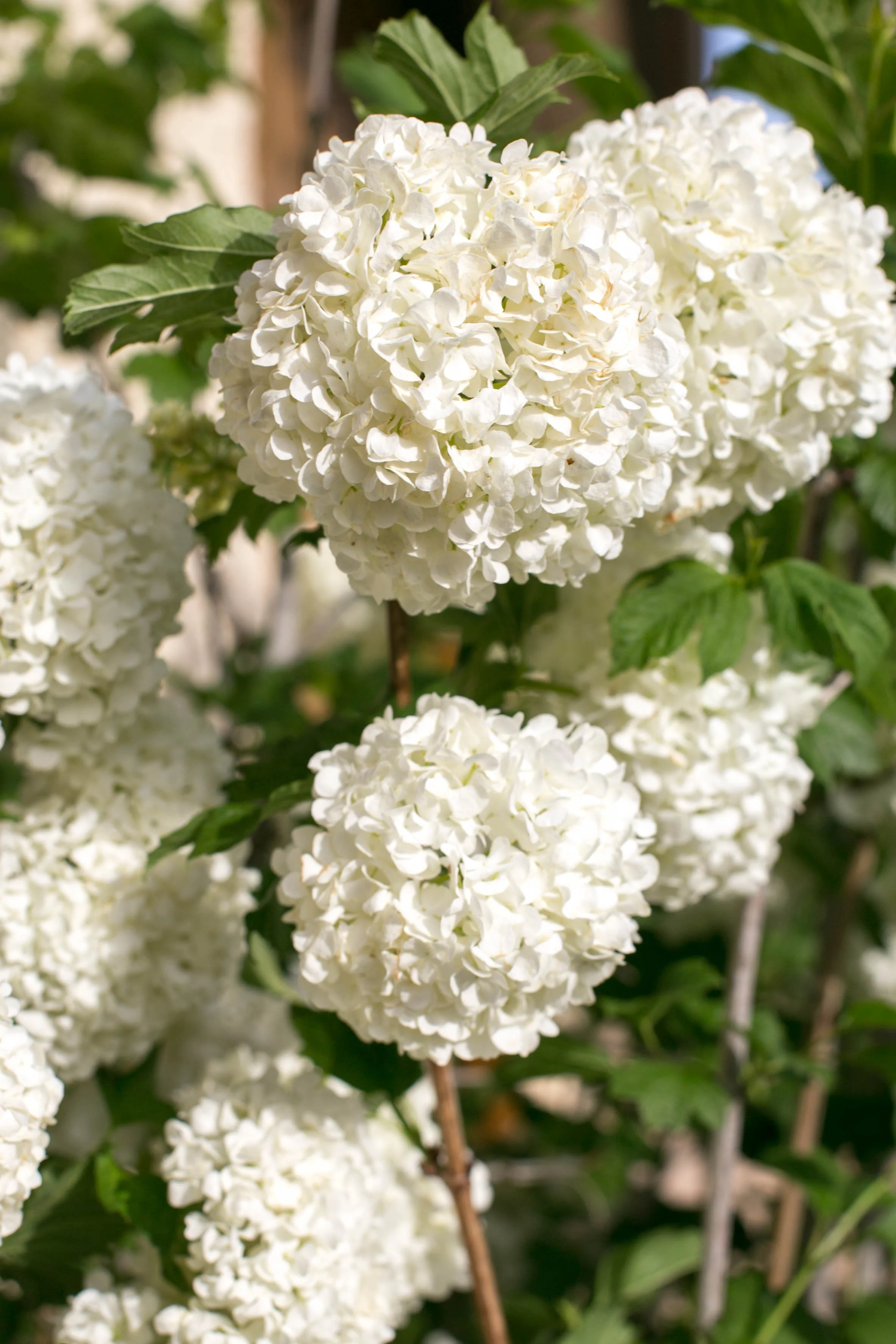 Eastern Snowball (Viburnum opulus).&nbsp;Masses of pure white, snowball-like flower clusters make a showy display. Bright green leaves have a purplish-red fall coloring.&nbsp;
