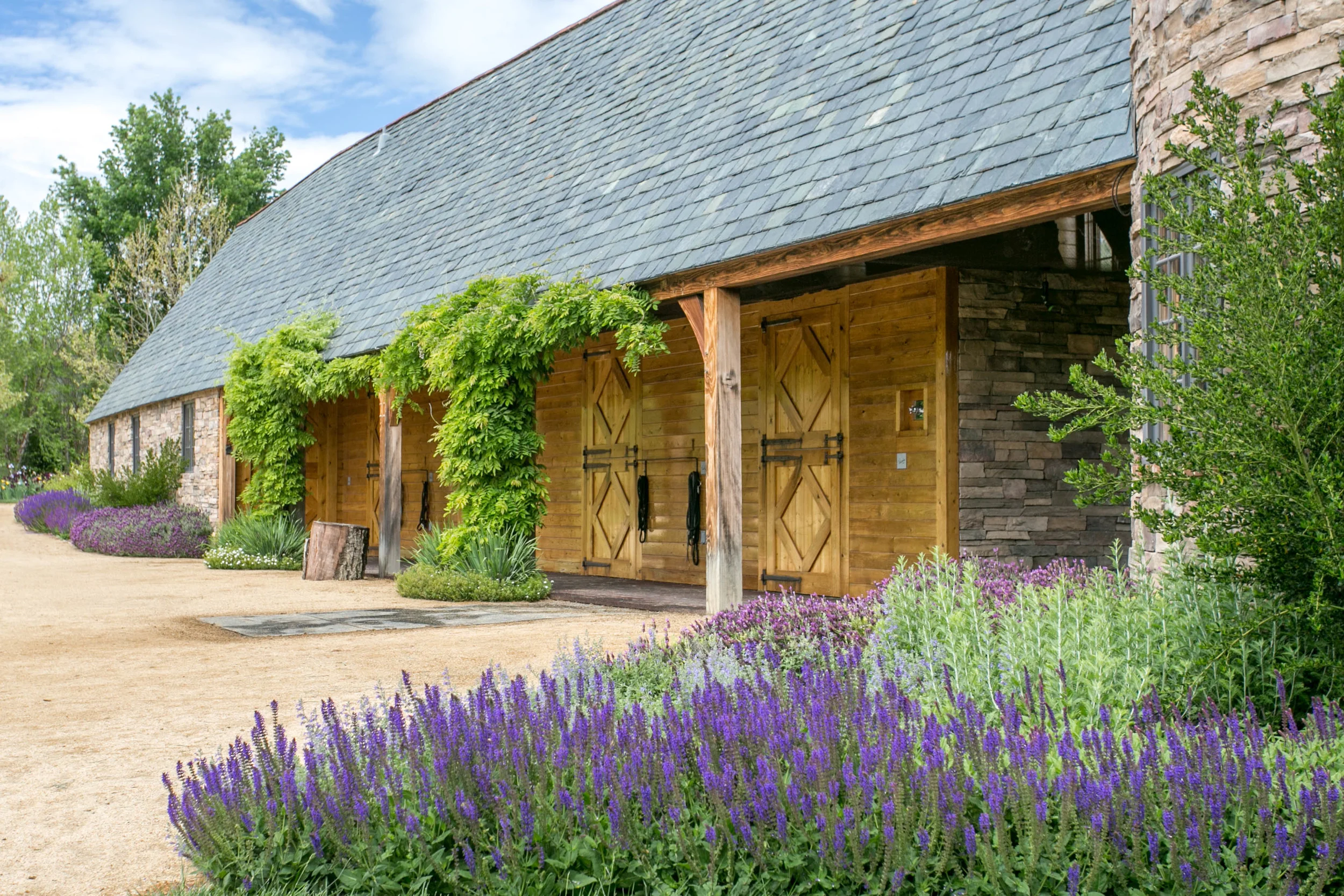 Spanish Lavender, Russian Sage , Salvia and Wisteria adorn the stable