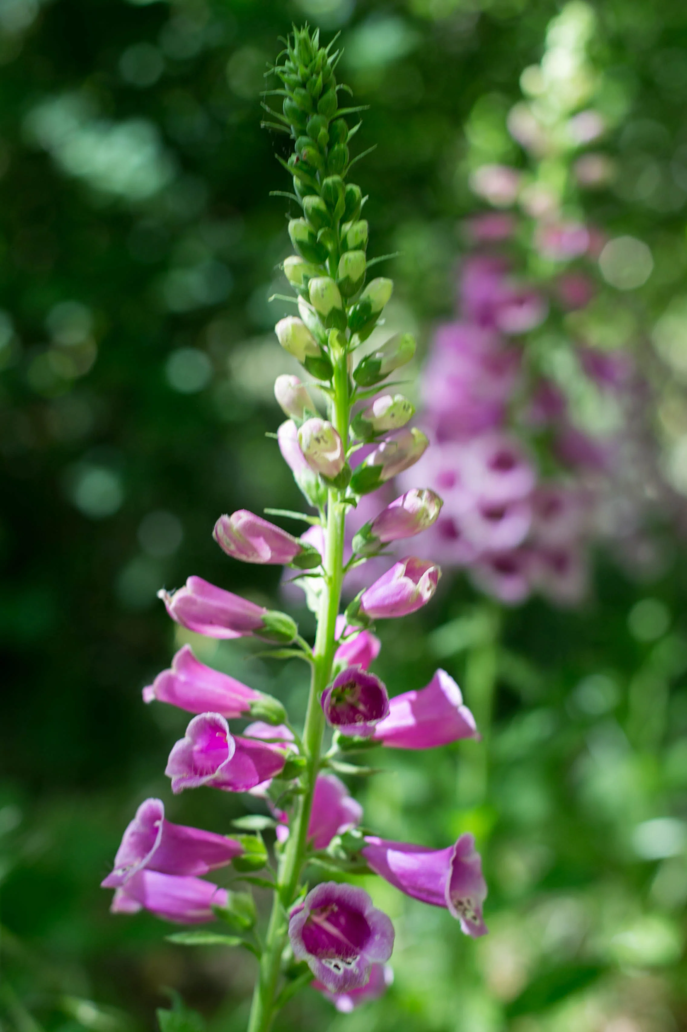 Foxglove (Digitalis) in the wood