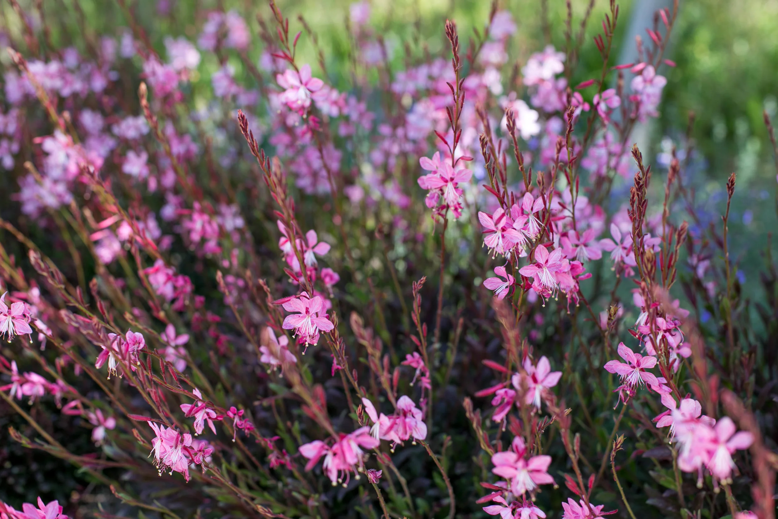 Gaura 'Pink Fountain' on the entrance drive