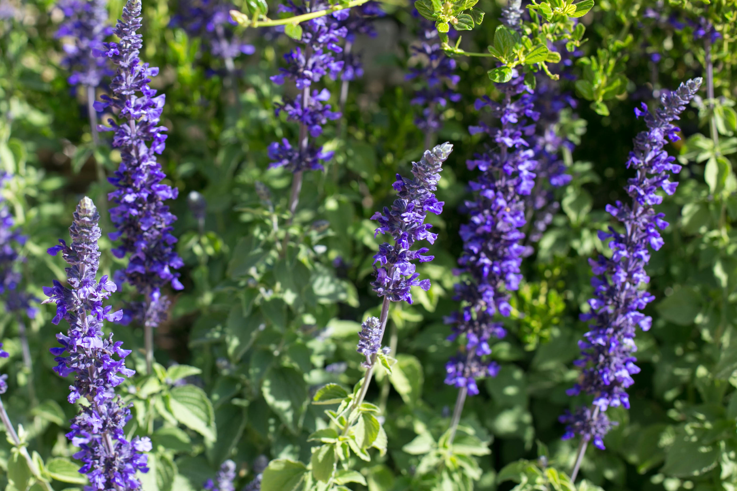 Salvia 'Mystic Spires Blue'