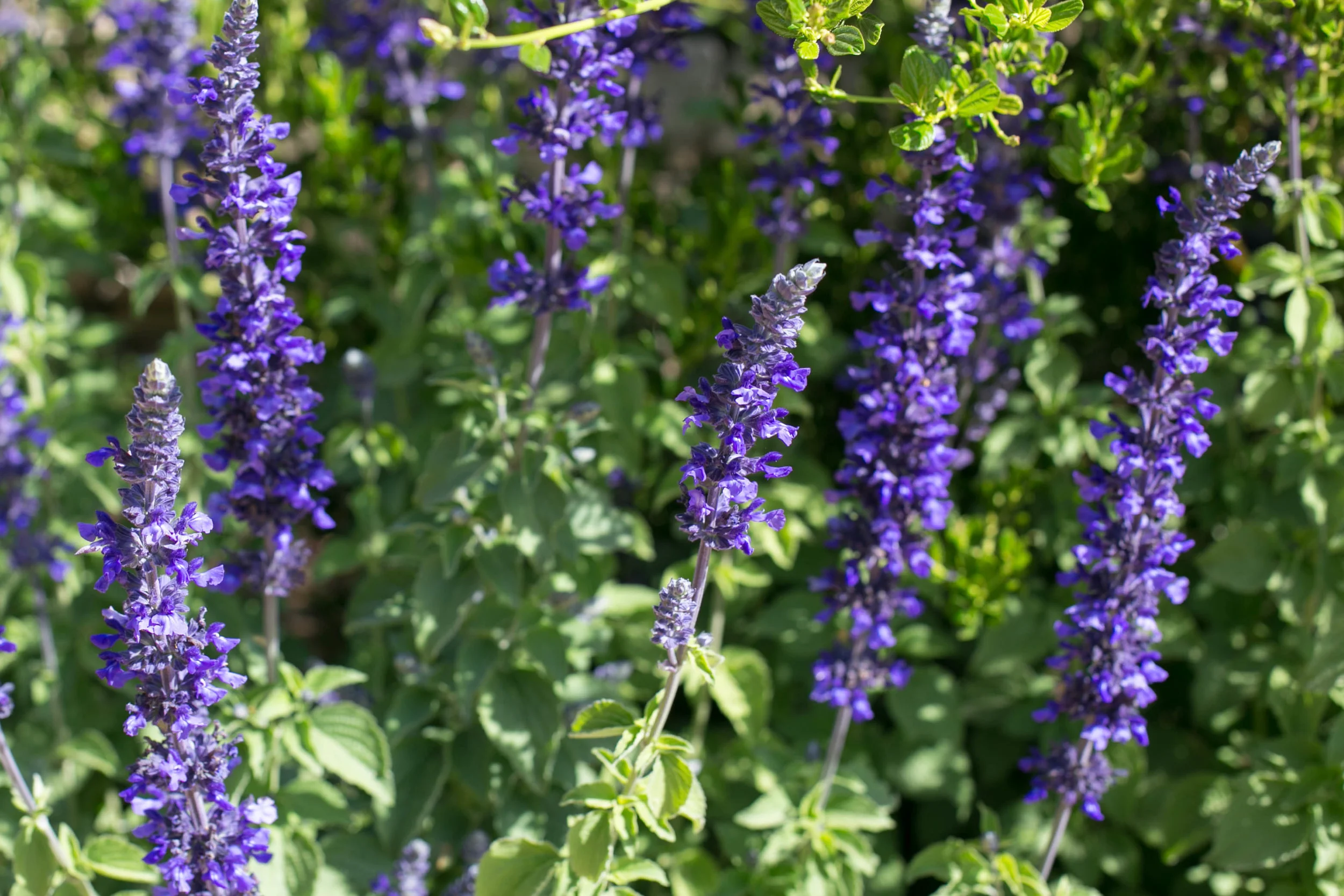 Salvia 'Mystic Spires Blue'