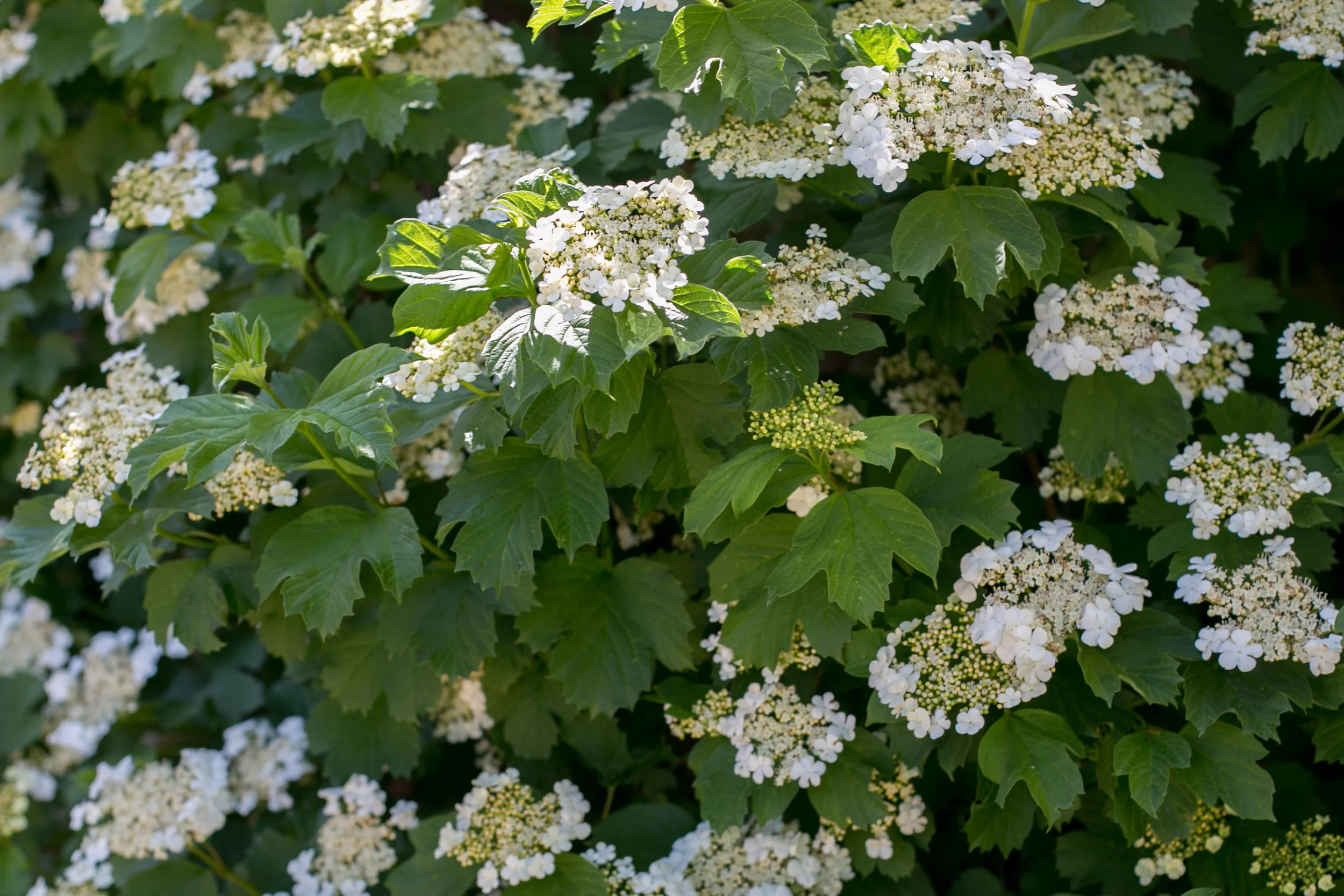 American cranberrybush (Viburnum trilobum)