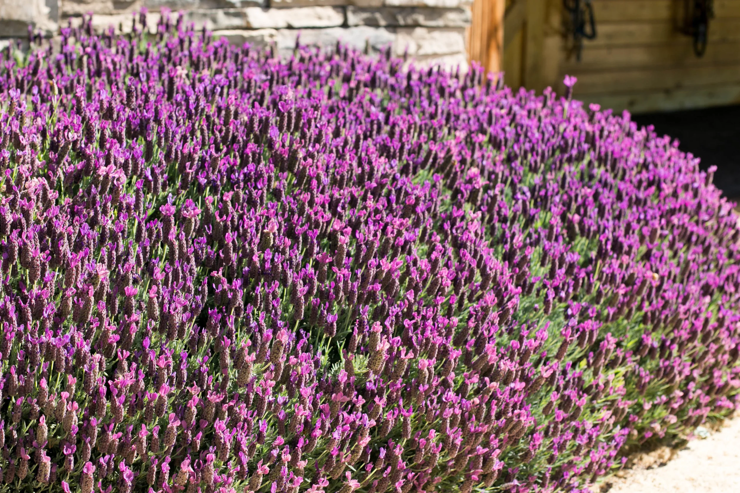 Spanish Lavender 'Wings of Night' at the stable