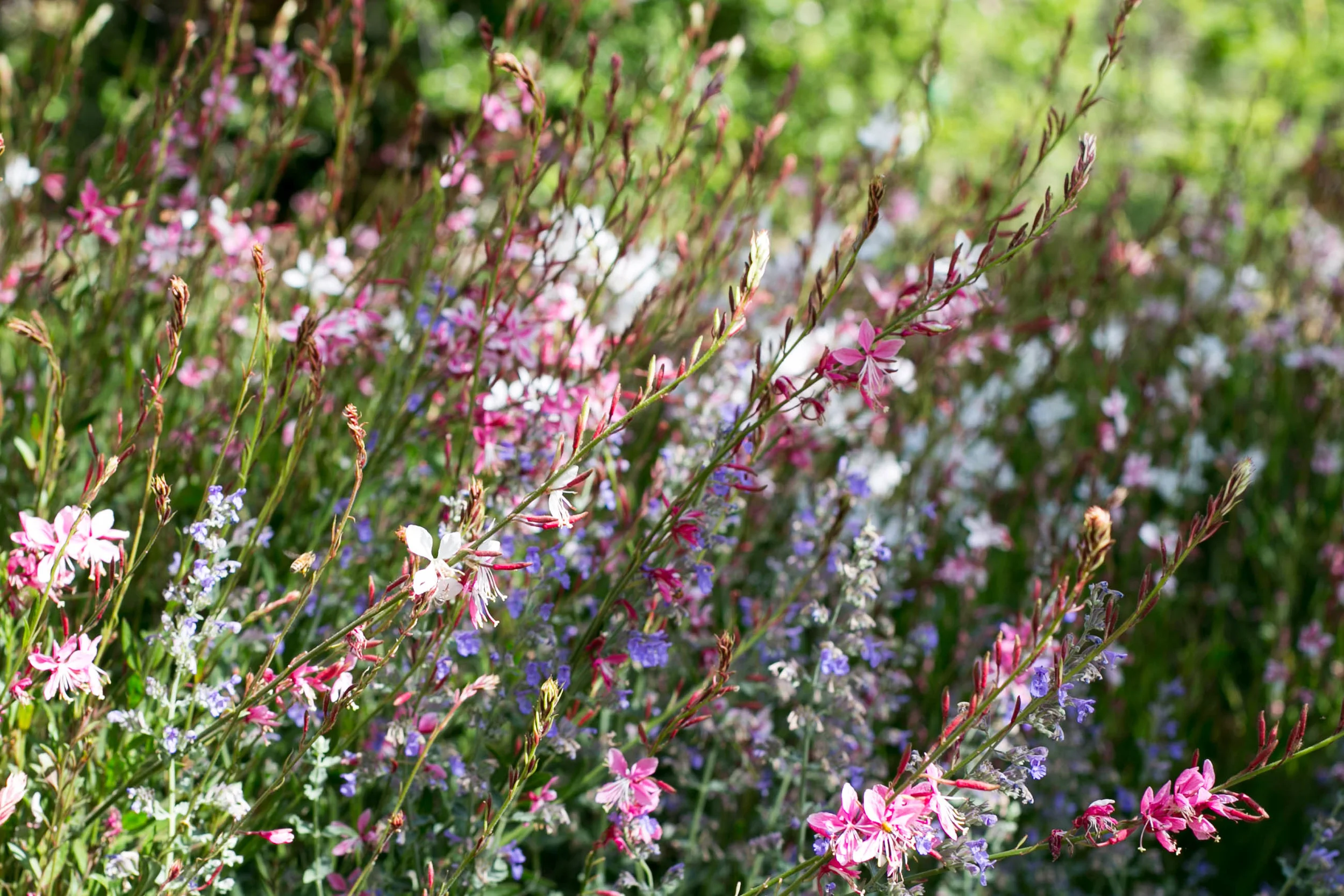 Gaura 'Pink Fountains' and Nepeta x fassini 'Walkers Low'