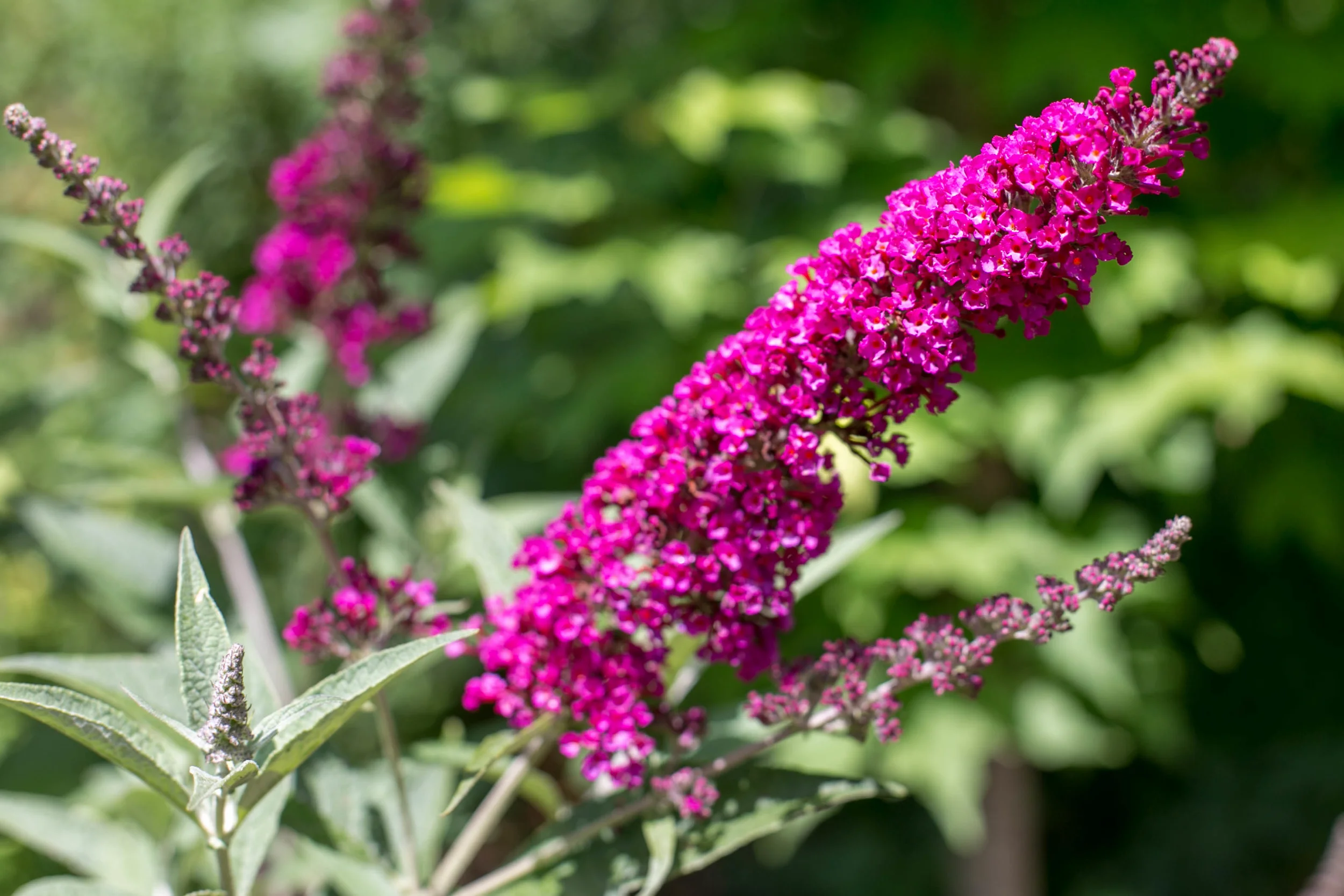 Butterfly Bush (Buddleia 'Miss Molly")