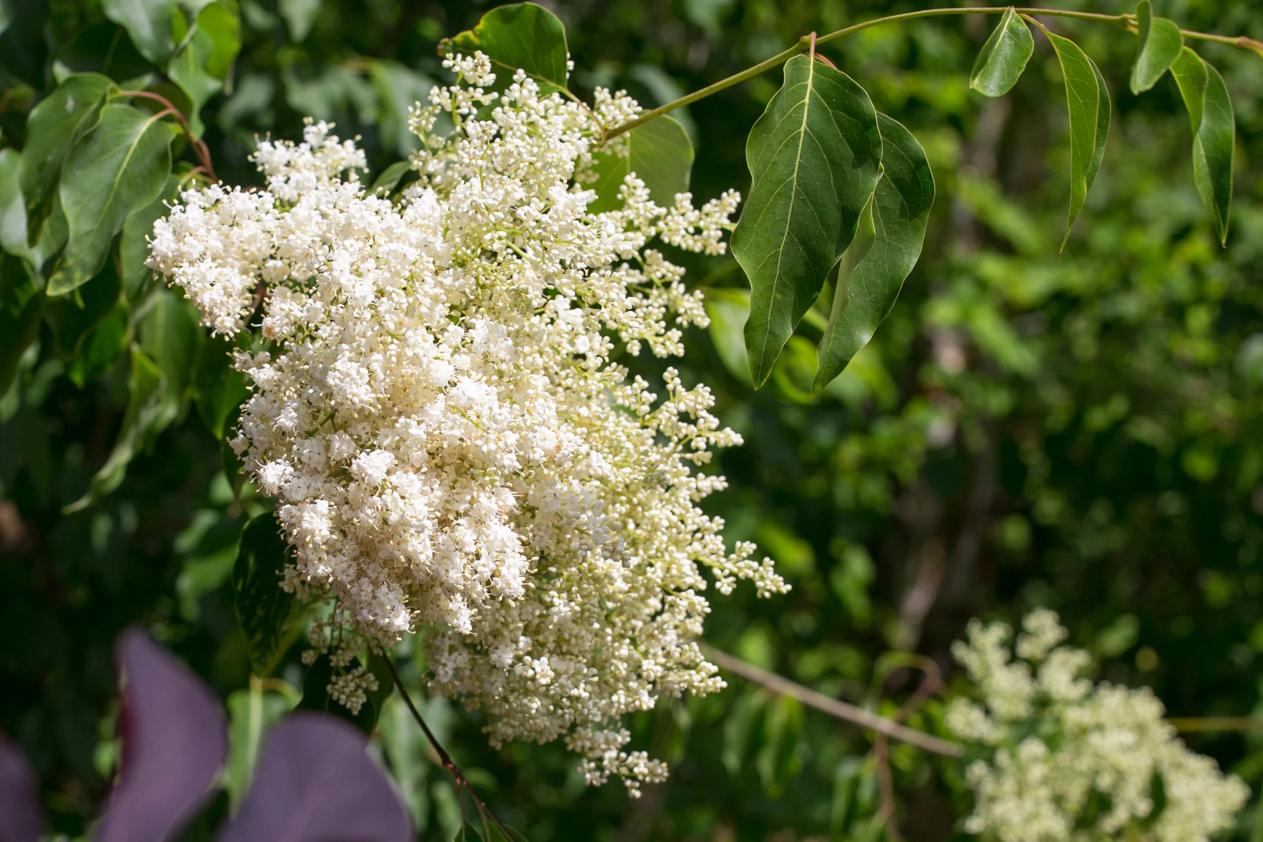 Peking Lilac (Syringa pekinesis) has large, creamy-white, honey-scented flower clusters