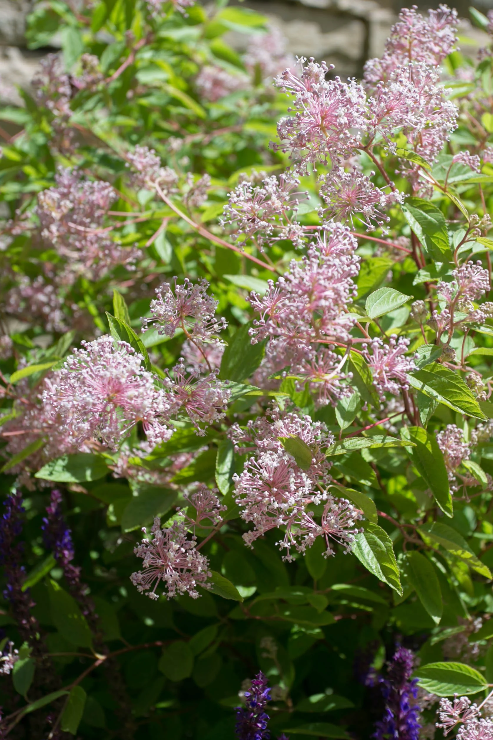 Ceanothus x p. Marie Simon