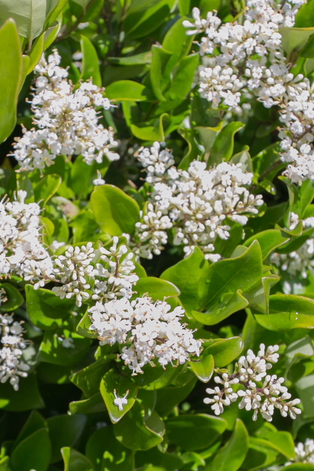 Waxleaf Privet (Ligustrum texanum)