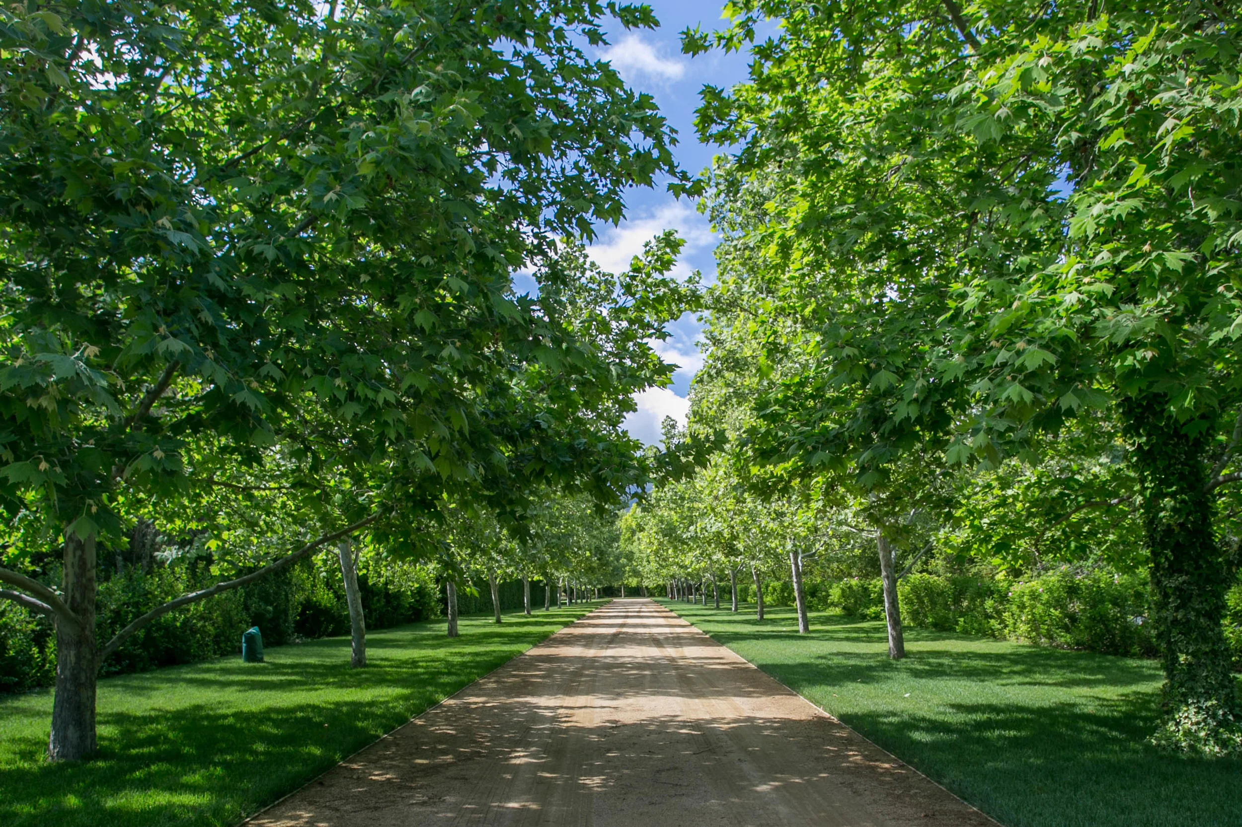The Sycamore lined allee leads from the house to the stable. It&nbsp;is bordered on the left by&nbsp;the Hornbeam hedged Kitchen Garden and on the right by a Rosa Rugosa hedge and the wood.