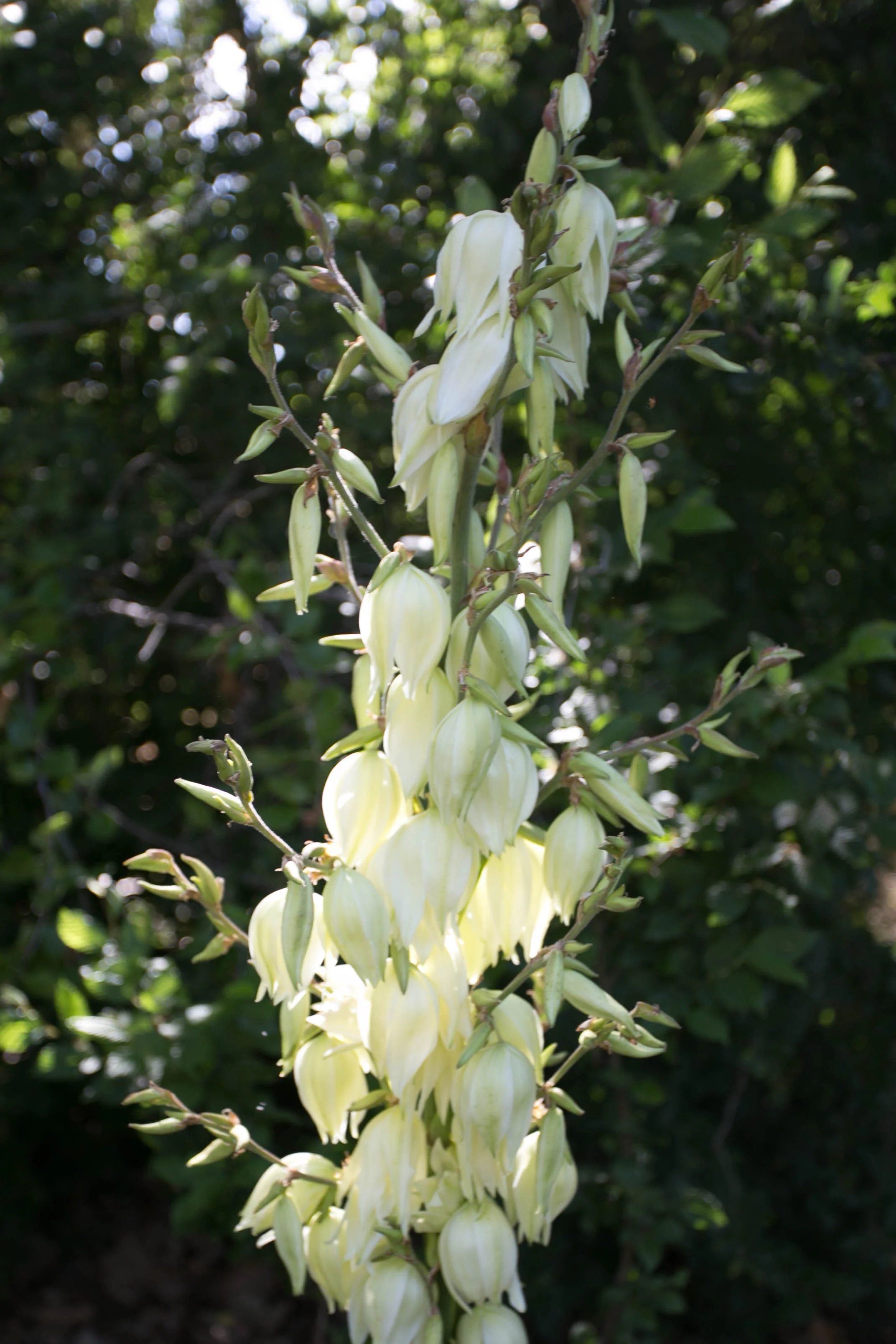 Yucca filamentosa