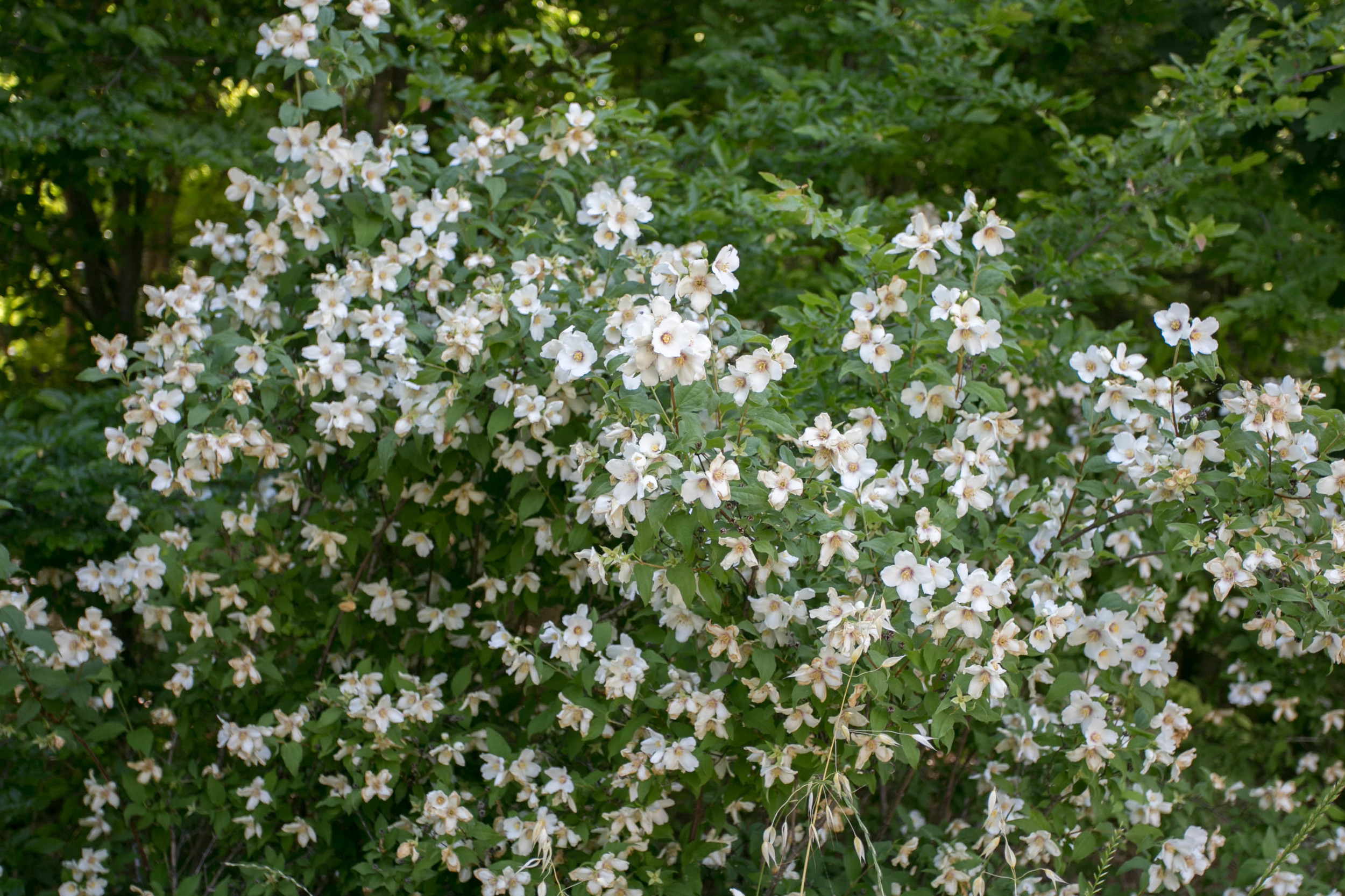 Lewis' Mock Orange (Philadelphus lewisii). The flowers have a heavy, sweet scent similar to orange blossoms with a hint of pineapple.